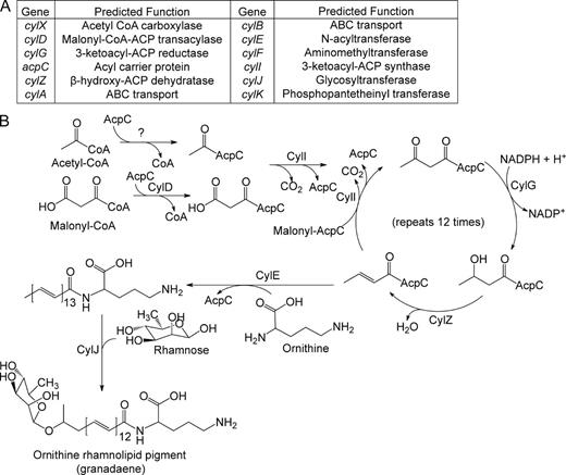 Figure 6. Proposed biosynthetic pathway for the GBS pigment granadaene. (A and B) Predicted functions of the cyl operon proteins and proposed biosynthetic pathway for synthesis of the GBS pigment using acetyl-CoA, malonyl-CoA, ornithine, and rhamnose. CylD conjugates the elongating malonyl CoA units to the acyl carrier protein (ACP) AcpC. CylI links the malonyl CoA to an initial fatty acid–ACP complex, beginning the fatty acid biosynthesis-like pathway. CylG reduces the 3-keto group to a hydroxyl group, which is further reduced to an alkene by CylZ. The cyl operon lacks an enoyl-ACP reductase thereby eliminating the final reduction of the alkene to an alkane. The unsaturated fatty acid serves as a substrate for further elongation by CylI, accounting for the large degree of unsaturation in the pigment. After 13 total rounds of elongation, the fatty acid is conjugated to ornithine by CylE, and glycosylated by CylJ. CylX, CylF, and CylK likely function upstream or downstream of this pathway. CylX is homologous to a component of the acetyl-CoA carboxylase, which generates malonyl-CoA. CylF is an aminomethyltransferase, likely involved in production of the methylated derivative seen in the mass spectrum (Fig. S2). CylK is a putative phosphopantetheinyl transferase, which is involved in the activation of acyl carrier proteins. Although GBS has a separate fatty acid biosynthesis (fab) operon, deletion of genes in the cyl operon (ΔcylX-K, Fig. 5B) abolishes pigment biosynthesis suggesting that the fab and cyl operons are not functionally redundant.