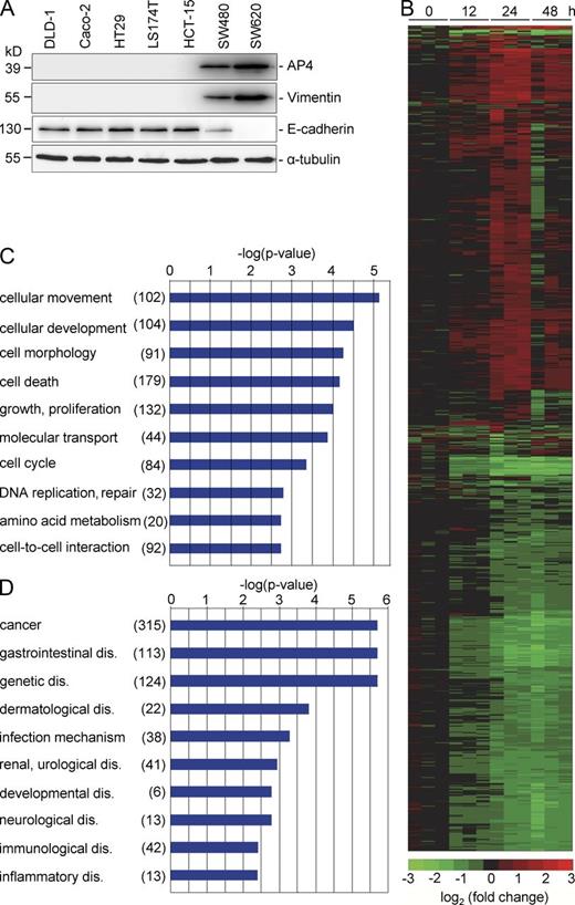 Figure 1. Genome-wide analysis of transcriptional regulation by AP4. (A) The indicated human CRC cell lines were subjected to immunoblot analysis to detect expression of the indicated proteins. Detection of α-tubulin served as a loading control. (B) A heat map showing 1,458 differentially regulated mRNAs that displayed a change in expression ≥1.5-fold 0, 12, 24, and 48 h after Ad-AP4 versus Ad-GFP infection of DLD-1 cells is provided (see Table S10 for gene identities). A color scale is shown below. (C and D) Genes displaying >1.5-fold differential regulation after AP4 activation were subjected to Gene Ontology analyses. The results for the functional classes “molecular and cellular processes” (C) or “disease” (D) are shown. Numbers in parentheses indicate the number of genes assigned to the respective category.
