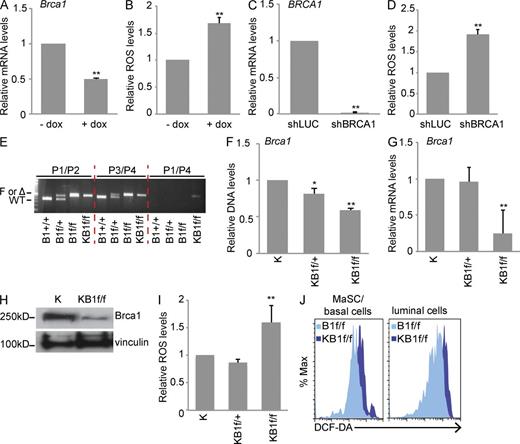 Figure 1. BRCA1 loss-of-function induces high ROS levels in MECs. (A) Brca1 mRNA expression in COMMA-1D cells infected with dox-inducible Brca1 shRNA and treated (+dox) or not (−dox) with dox. (B) Quantitation of ROS in COMMA-1D cells as processed in A. (C) BRCA1 mRNA levels in HMECs infected with Luc shRNA (control) or BRCA1 shRNA. (D) Quantitation of ROS in HMEC as treated in C. (A–D) Data represent the mean ± SEM of three biological replicates. (E) Representative PCR with genomic DNA isolated from B1+/+, B1f/+, B1f/f, and KB1f/f pMECs using specific primers for detection of Brca1 WT allele, loxP site in intron 3 (F), or cre-mediated deleted allele (Δ). Primers are described in Liu et al. (2007) and Table S1. (F) qPCR with genomic DNA from K, KB1f/+, and KB1f/f pMECs using specific primers directed against Brca1 WT allele as reported in Table S1. (G) BRCA1 mRNA levels in K, KB1f/+, and KB1f/f pMECs. (H) Representative analysis of BRCA1 protein levels in K and KB1f/f pMECs. Vinculin was used as a loading control. (I) ROS levels in K, KB1f/+, and KB1f/f pMECs. (F, G, and I) Data represent the mean ± SEM of n = 5 mice of each genotype. (J) Representative FACS profile of ROS levels in MaSC/basal and luminal cell subpopulations in B1f/f and KB1f/f pMECs stained with DCF-DA. *, P < 0.05; **, P < 0.01.