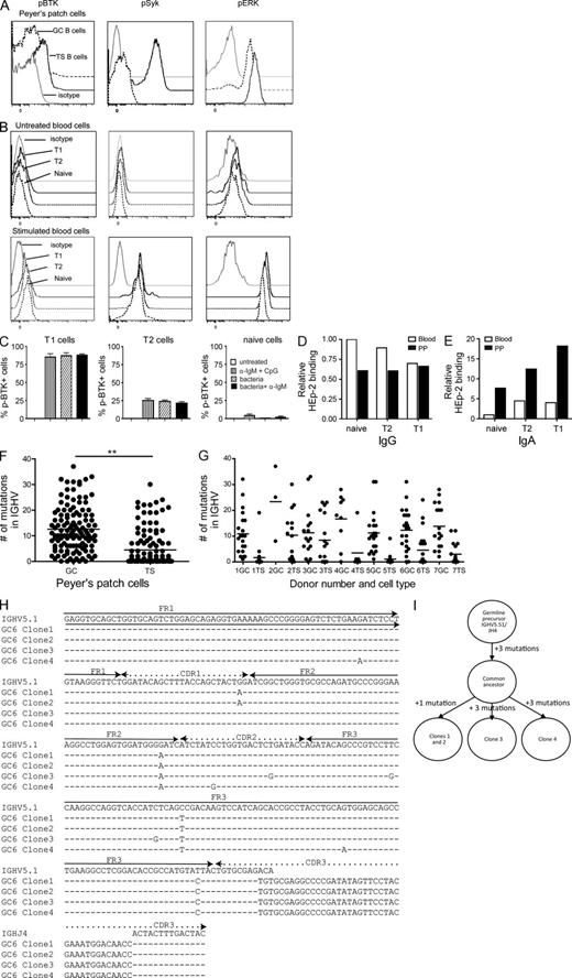 Figure 2. GALT transitional B cells are activated in vivo and in vitro in response to intestinal bacteria. (A) Mononuclear cells were isolated from Peyer’s patches and analyzed directly ex vivo by flow cytometry for their expression of CD19, CD10, IgD, and phospho-BTK, phospho-Syk, and phospho-ERK. Representative histograms displaying the degree of BTK, Syk, and ERK phosphorylation for CD19+CD10+IgD+ transitional (TS) and CD19+CD10+IgD− germinal center (GC) B cells. Shown is one of three experiments with similar results. (B) PBMCs were stimulated polyclonally for 30 min with CpG, anti-IgM, and heat-inactivated intestinal bacteria as a positive control for B cell kinase phosphorylation, or left unstimulated. After stimulation, cells were analyzed by flow cytometry for the expression of CD19, CD20, CD27, CD24, CD38, and phospho-BTK, phospho-Syk, and phospho-ERK. Histograms display the degree of BTK, Syk, and ERK phosphorylation for T1, T2, and naive B cells. Histograms show one of three experiments. (C) FACS-sorted T1 cells (CD19+ CD20+ CD27− CD24++ CD38++), T2 cells (CD19+ CD20+ CD27− CD24+ CD38+), and naive mature B cells (CD19+ CD20+ CD27− CD24− CD38−) isolated from normal blood were incubated with combinations of heat-inactivated intestinal bacteria, CpG, and anti-IgM for 30 min, followed by intracellular staining for phospho-BTK. Mean values + SD from three independent experiments are shows. (D and E) Autoantibody secretion by in vitro stimulated peripheral blood and Peyer’s patch B cells. T1, T2, and naive mature B cells were FACS sorted (sort strategy as in Fig. S2 A) from normal blood and Peyer’s patches (one experiment with pooled cells from three donors) and were incubated with heat-inactivated intestinal bacteria for 8 d. Supernatants were screened for secreted autoantibodies by Hep-2 ELISA. Graphs show Hep-2 binding IgG (D) and IgA (E) autoantibodies. Data are standardized so that reactivity of supernatant from blood naive cells is 1 for each isotype. (F and G) IGHV genes were amplified by PCR from FACS-sorted TS and GC B cells isolated from Peyer’s patches of seven different donors (gated and sorted as shown in Fig. S2 B) from two sorts. (F) Pooled data of the number of mutations in GC or TS IGHV genes. Mann-Whitney test, P = 0.0001. (G) Number of mutations in GC or TS IGHV genes segregated by donor. Horizontal bars show the mean number of mutations. (H and I) An example of mutations in clonally related germinal center B cells. (H) Examples of IGHV sequencing of germinal center B cells showing four clonally related sequences deriving from a common ancestor. (I) Graphical explanation of the relation of the clones in H to a common ancestor and their germline precursor.