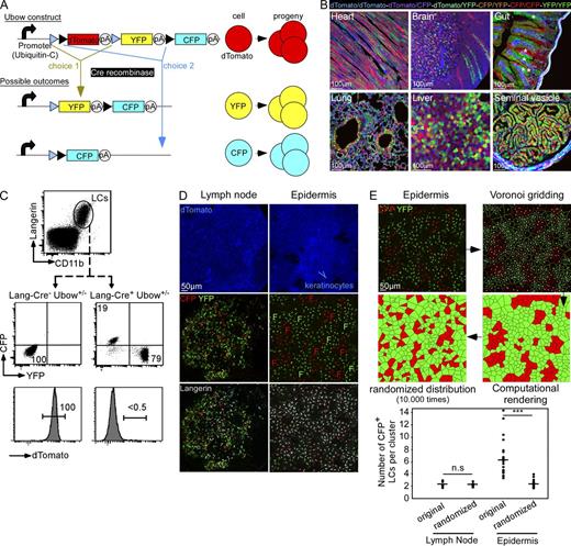 Figure 1. Multicolor fate mapping of LCs. (A) In the Ubow construct, the Brainbow 1.0L cassette has been placed under the control of the human Ubiquitin-C promoter, ensuring that all cells strongly express the construct. Before Cre action, cells express dTomato in the absence of CFP and YFP. Upon Cre activity, cells lose dTomato expression and stochastically acquire YFP (choice 1) or CFP (choice 2). This choice is definitive and transmittable to the cell’s progeny. (B) Confocal pictures of various organs of a Ubow+/+-CreERT2 mouse harvested 1 mo after tamoxifen treatment. Note the monocolored columns of enterocytes in the gut (*). Data are representative of two independent experiments (two mice per experiment). (C) Flow cytometric analysis of Langerin+ CD11b+ LCs harvested from the epidermis of Lang-Cre+ Ubow+/− mice. (D) Ear epidermis and skin-draining LNs of Lang-Cre+ Ubow+/− mice were stained for Langerin expression and analyzed by confocal microscopy. “F” indicates the location of monocolored foci of LCs. (E) All confocal pictures of epidermal LCs similar to the ones imaged in D were processed to generate Voronoi-tessellated pictures (see Materials and methods and Fig. S1) amenable to computational simulation. The numbers of CFP+ LCs per cluster were then compared with Monte Carlo–simulated datasets in which the same LC populations were randomly distributed (1 simulation displayed out of 10.000). ***, P < 10−9. Data are representative of five different experiments (two mice per experiment) in C–E. Bars show the medians.