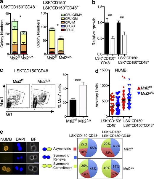 Figure 5. HSCs and HSPCs from Msi2-deficient mice have reduced self-renewal divisions with differentiation independent of the Numb. (a) The indicated sorted populations were plated in myeloid methylcellulose colony assays (left, HSC: LSK+CD150+CD48−; and right, HSPC: LSK+CD150+CD48+ and LSK CD150−; means and SEM from n = 6 control and n = 5 Msi2Δ/Δ from two independent experiments; *, P < 0.05 for CFU-GM, CFU-G, and CFU-GEMM). G, granulocyte, GM, mixed granulocyte and monocyte colony; BFU-E, burst-forming units erythroid lineage; GEMM, mixed granulocyte, erythroid monocyte, and megakaryocyte; MEG, megakaryocyte. (b) Indicated sorted populations from Msi2Δ/Δ donors (6–9 wk; HSC mice: n = 14–15 per genotype from six independent experiments; HSPC mice: n = 5 from two independent experiments) were grown for 5 d, and cell numbers were divided by the number of cells in the control wells (see Fig. S5 for gating). (c) Representative flow for mature myeloid markers from HSCs grown same as in b and percentage of Mac-1–positive cells (histogram; control, n = 15; and Msi2Δ/Δ, n = 13 HSCs). (d) Sorted control and Msi2Δ/Δ HSCs and HSPCs from mice 4 wk after pIpC treatment cultured in vitro for 36 h and stained for expression of Numb and DAPI (four to five mice from two independent experiments; HSCs, n = 42 and 46 cells; HSPCs, n = 76 and 94). (e) Representative images for paired Numb daughter assay with DAPI (middle) and brightfield images (left) and experimental scheme (right) for studying asymmetric division in HSCs/HSPCs. Percentage of doublet cells in each type of cell division is shown (n = 4–5 individual mice from two independent experiments; total HSCs daughter pairs: 22 and 72, HSPC pairs: 84 and 107). Bars, 10 µm. Mean and SEM are shown (*, P < 0.05; **, P < 0.01; ***, P < 0.001).
