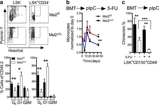 Figure 3. Msi2 deficiency reduces quiescence, and proliferative stress further depletes HSCs. (a) Representative flow cytometry cell cycle plots with statistical analysis (bottom; HSC: LSK CD34−, HSPC: LSK CD34+; control, n = 10; Msi2Δ/Δ, n = 7 from three independent experiments). See Fig. S3 a for gating. (b) The indicated mice were transplanted noncompetitively, injected with pIpC, and after 6 wk were injected with 5-FU. Peripheral blood analysis was performed with measurements of monocytes at the indicated time points and were normalized back to the same animal before 5-FU (n = 5, 8) and 6 wk after pIpC injections. (c) BM donor chimerism of HSCs (LSK CD48−CD150+) of mice (n = 5, 8) was assessed at 9 wk after pIpC and from b 40 d after 5-FU and non–5-FU mice (control, n = 8; and Msi2Δ/Δ, n = 10 from three independent experiments). See Fig. S3 b for gating. Mean and SEM are shown (*, P < 0.05; **, P < 0.01; ***, P < 0.001). BMT, BM transplant.