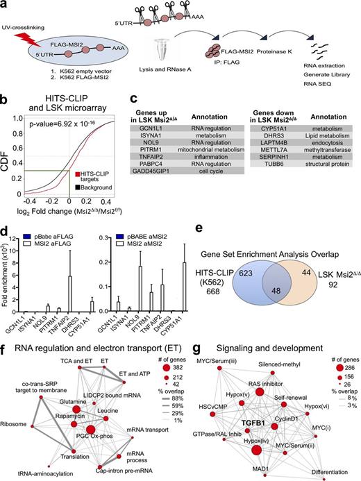 Figure 7. MSI2’s direct RNA targets are involved in RNA metabolism and the self-renewal signaling program. (a) Schematic outline of the HITS-CLIP approach. (b) Target genes are mouse genes homologous to human MSI2 targets identified by HITS-CLIP in K562 (FDR < 0.1) and background genes are all the other genes expressed in mouse LSK cells. Log2 fold changes (logFCs) of gene expression between knockout and wild-type samples are fitted using limma package. When there are multiple microarray probes mapped to the same gene, logFC of that gene is represented by the median of all corresponding probes. P-value is obtained with one-sided K-S test on the logFC distributions of target and background genes (green line indicates the intersection of the HITS-CLIP targets with a zero logFC). CDF, cumulative distribution function. (c) Up- and down-regulated genes that are differentially expressed and overlap with the top HITS-CLIP targets. (d) Validation using qRT-PCR of a subset of the HITS-CLIP targets from c with RIP performed with anti-FLAG Ab and Ab specific for MSI2 in K562 cells (mean of two independent RIP experiments and fold change over control samples; pBabe cells were used as control for Flag Ab sample, and anti–rabbit Ab was used as control for Msi2 Ab). SEM is shown. (e) Venn diagram indicating the number of statistically significant gene sets from the HITS-CLIP or the transcriptome analysis comparing controls and Msi2Δ/Δ LSKs (FDR < 0.01). The number in the middle indicates the overlapping significant gene sets that are enriched in both the HITS-CLIP and the transcriptome analysis of LSKs. (f and g) Modules indicate the relationships between manually curated and selected gene sets (within the overlap in e and Table S6). “% overlap” indicates the number of genes that are common between the genes set.
