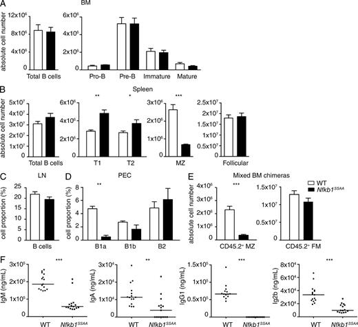 Figure 1. Nfkb1SSAA/SSAA mice have normal numbers of FM B cells. (A–D) Flow cytometric analysis of B cell populations in WT and Nfkb1SSAA/SSAA mice from the indicated organs. The gating strategies used are shown in Fig. S1. (A) Absolute cell numbers of pro–B (B220+CD19+IgD−IgM−CD2−), pre–B (B220+CD19+IgD−IgM−CD2+), immature mature B (B220+CD19+IgD−IgM+CD2+), and mature B cells (B220+CD19+IgD+IgM+CD2+) in the BM (mean ± SEM; n = 10–11 mice/genotype). (B) Absolute cell numbers (mean ± SEM; n = 10–11 mice/genotype) of total B cells (IgM+IgD+), immature B cells (IgDloB220+AA4.1+) separated into transitional T1 B cells (IgMhiCD23−), and T2 B cells (IgMhiCD23+), and mature B cells (IgDhiB220+AA4.1−) separated into FM B cells (IgMhiCD23+) and MZ B cells (IgMhiCD23−) in the spleen. (C) Percentages of B cells (IgM+CD19+) in peripheral lymph nodes (pools of single cervical, axillary and inguinal nodes; mean ± SEM; n = 10–11 mice/genotype). (D) Proportion of B1a (B220+CD19+CD5+CD23−), B1b (B220+CD19+CD5−CD23−), and B2 (B220+CD19+CD5−CD23+) cells in the peritoneal cavity (mean ± SEM; n = 5–7 mice/genotype). In A–D, results are representative of at least three independent experiments. (E) WT or Nfkb1SSAA/SSAA CD45.2+ BM cells were mixed with WT CD45.1+ BM cells at a 1:1 ratio, and transferred into sublethally irradiated Rag1−/− mice. After 8-wk reconstitution, the absolute number of CD45.2+ MZ B cells was assessed by flow cytometry. FM B cells were used as the control population. Graphs show absolute cell numbers (mean ± SEM; n = 14 mice/genotype), results are representative of two independent experiments. (F) Graphs show ELISAs for IgM, IgA, IgG1, and IgG2b, assaying sera from naive WT and Nfkb1SSAA/SSAA mice. n = 18 mice per genotype. PEC, peritoneal cavity. *, P < 0.05; **, P < 0.01; ***, P < 0.001.