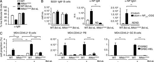 Figure 6. Bcl-xl overexpression does not rescue the TD antibody response of Nfkb1SSAA/SSAA FM B cells. (A) The fraction of live FM B cells purified from mice of the indicated genotypes was determined as in Fig. 5 C (mean ± SEM). (B) Mixed radiation chimeras were made as in Fig. 2. LH graph show flow cytometric analysis of splenic B220+ IgM+ B cells. Central and RH graphs show anti-NP ELISAs of sera (mean ± SEM) 14 d after NP27-CGG immunization. Results are representative of three independent experiments (4–5 mice per genotype). (C) Mean percentages (±SEM) of transferred CD45.2+ cells (left) differentiating to plasmablasts (B220loIgMloIgD−CD138+CD45.2+; middle) and GC B cells (B220+PNAhiGL7+ CD45.2+; right) in the spleens of CD45.1+ WT hosts after 6d immunization with SRBC-HEL or unconjugated SRBC. Results are representative of two independent experiments (n = 6 mice per condition). Gating strategies used are shown in Fig. S2 (A and B). **, P < 0.01; ***, P < 0.001; ****, P < 0.0001.