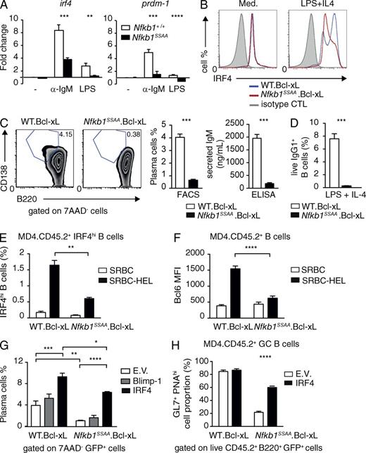 Figure 8. Nfkb1SSAA mutation impairs plasma cell differentiation. (A) Purified splenic FM B cells were cultured (triplicates) with α-IgM for 1 h or with LPS for 3 h. Expression of Irf4 and Prdm-1 mRNAs was determined by quantitative RT-PCR. Data were normalized to Hprt1 mRNA levels and represent mean fold change (±SEM) relative to unstimulated WT cells. All results are representative of at least three independent experiments (3 mice/genotype each). (B) Histograms show intracellular IRF4 staining in live purified FM B cells cultured ± LPS and IL-4 (40 h). (C) FM B cells were stimulated with LPS and IL-4 for 4 d. CD138+B220lo plasma cells among the live (7AAD−) lymphocytes were quantified by flow cytometry. (middle) Mean percentages of plasma cells (±SEM). (right) IgM secretion as quantified by ELISA (mean ± SEM). (D) Purified FM B cells were stimulated with LPS and IL-4 for 3 d. Fractions of IgG1+ live B cells (B220+7AAD−) were determined by flow cytometry (±SEM; E) Graphs show the mean percentages (±SEM) of transferred CD45.2+ cells up-regulating intracellular IRF4 expression in the spleens of CD45.1+ WT hosts after 6d immunization with SRBC-HEL or unconjugated SRBC. These results are representative of four independent experiments (n = 6 mice per condition). The gating strategies used are shown in Fig. S3 A. (F) Mean fluorescent intensities (MFI) of intracellular Bcl6 in transferred CD45.2+ B cells after 6-d immunization with SRBC-HEL or unconjugated SRBC. Results are representative of three independent experiments (n = 6 mice per condition). Gating strategies used are shown in Fig. S4 B. (G) FM B cells were transduced with recombinant retroviruses. The fraction of GFP+ cells differentiating to plasma cells (B220loIgD−CD138+) after stimulation with LPS and IL-4 was quantified by flow cytometry (±SEM). Results are representative of three independent experiments (3 mice/genotype each). (H) FM B cells were transduced with the indicated retroviruses (E.V., empty vector). The fraction of transferred GFP+ CD45.2+ cells differentiating to GC B cells (B220+PNAhiGL7+ CD45.2+) after 6-d immunization with SRBC-HEL or unconjugated SRBC are shown. Results are representative of two independent experiments (n = 4–6 mice per condition). The gating strategies used are shown in Fig. S5. *, P < 0.05; **, P < 0.01; ***, P < 0.001; ****, P < 0.0001.