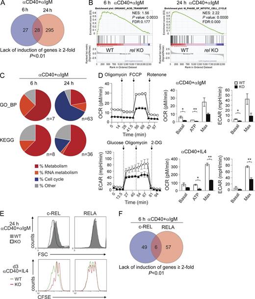 Figure 8. c-REL–deficient in vitro–activated B cells are impaired in establishing a metabolic program. (A) Venn diagram depicting the overlap of genes that failed to be up-regulated ≥2-fold upon CD40+IgM stimulation at both 6 and 24 h in relfl/flCD19-Cre versus CD19-Cre mice as determined by RNA-seq analysis. (B) Representative examples of a metabolic signature and a proliferation signature identified at 6 and 24 h of CD40+IgM stimulation, respectively, by GSEA using the gene set category GO_BP. Normalized enrichment scores (NES), p-values, and false discovery rates (FDRs) are indicated. (C) GSEA was used to identify gene sets of the categories GO_BP and KEGG that were enriched in B cells from CD19-Cre versus relfl/flCD19-Cre mice after 6 and 24 h of CD40+IgM stimulation. Gene sets showing significant enrichment (FDR <25%; P ≤ 0.05) were grouped into functional categories. For the identity of the gene sets, see Table S3. (D) Measurement of OCR and ECAR of c-REL–deficient and wild-type B cells stimulated with αCD40+αIgM or αCD40+IL-4 for 24 h by extracellular flux analysis. OCR was determined upon sequential administration of the indicated drugs to assess basal respiration, the respiration needed to sustain ATP consumption (oligomycin), and the maximal respiration that reflects how the cells react to an increased ATP demand (FCCP), followed by administration of the mitochondrial NADH dehydrogenase complex 1 inhibitor rotenone. ECAR was determined upon administration of glucose, the ATP synthase inhibitor oligomycin, and the glucose analogue 2-DG. (Left) Representative experiments. (Right) Statistical analysis of one representative out of 3 (OCR) or 2 (ECAR) independently performed measurements, each with 2 mice per genotype. Data are shown as mean ± SD (n = 2). Statistical significance was analyzed by Student’s t test (*, P < 0.05; **, P < 0.01); p-values for the OCR Max and ECAR Max in the αCD40+αIgM stimulation were P = 0.058 and P = 0.057, respectively. (E) Forward scatter analysis (top) at 24 h of CD40+IgM stimulation and CFSE dilution (bottom) in CD40+IL-4–stimulated B cells (day 3). (F) Venn diagram depicting the overlap of genes that failed to be up-regulated ≥2-fold upon CD40+IgM stimulation at 6 h in both relfl/flCD19-Cre or relafl/flCD19-Cre versus CD19-Cre as determined by RNA-sequencing analysis.