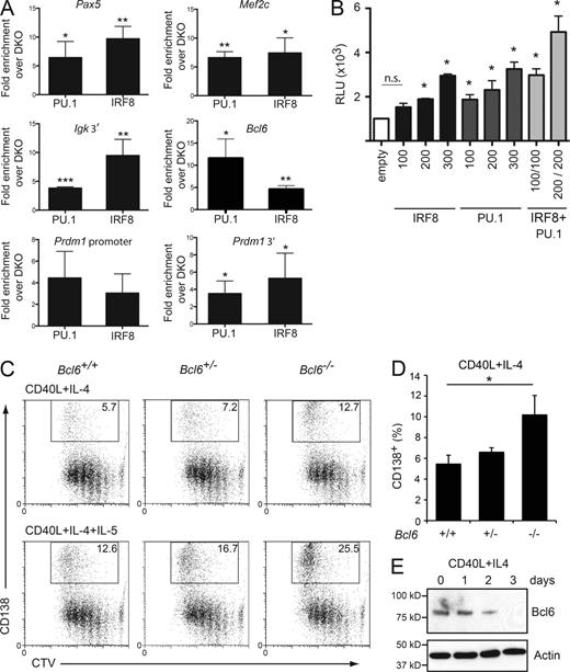 Figure 6. Direct regulation of the B cell differentiation program by IRF8 and PU.1. (A) ChIP assay of PU.1 and IRF8 binding to the regulatory regions of Pax5, Mef2c, Igκ, Bcl6, and Prdm1. Resting B cells from either WT (+/+) or Irf8−/−PU.1cKO mice were cultured in the presence of either CD40L+IL-4 for 2 d before being fixed and subjected to ChIP using either an anti-PU.1 or anti-IRF8 antibody. Negative control ChIP lacked the specific antibody, whereas Irf8−/−PU.1cKO B cells served as an additional control. ChIP products were amplified by real-time PCR using primers that span the putative IRF8 and PU.1 binding sites using primers described in Table S4. Numbers indicate the mean fold enrichment from +/+ material over the binding in Irf8−/−PU.1cKO B cells after subtraction of no antibody control ± SD from 3–4 experiments. *, P < 0.05; **, P < 0.01; ***, P < 0.005 for the indicated sample compared with binding in Irf8−/−PU.1cKO B cells, using an unpaired Student’s t test. (B) Cooperative activation of the Bcl6 promoter by IRF8 and PU.1. A plasmid containing the Bcl6 promoter linked to firefly luciferase were transiently transfected into 293T cells along with the indicated concentrations (ng) of expression plasmids encoding IRF8 and PU.1. Results are expressed as the mean relative luminescent units (RLU) ± SEM from 4 independent experiments. *, P < 0.05 for the indicated sample compared with empty vector alone, using an unpaired Student’s t test. n.s., not significant P > 0.05. (C) Enhanced formation of ASC in the absence of BCL6. Radiation chimeras were generated with WT, Bcl6+/−, or Bcl6−/− fetal liver cells and analyzed after >8 wk. Resting lymph node B cells from the indicated chimeras were labeled with CTV and cultured in the presence of CD40L+IL-4 ±IL-5 for 4 d and analyzed for CD138 expression. Number in boxes denotes the proportion of CD138+ ASC in each culture. Data are representative of 4 experiments. (D) Quantitation of the mean of CD138+ ASC generated in CD40L+IL-4 from cultures described in C. Data are the mean ± SD from 4 independent experiments. *, P < 0.05 for the indicated comparisons using an unpaired Student’s t test. (E) Resting lymph node B cells from WT C57BL/6 mice were either lysed immediately (d0) or cultured in the presence of either CD40L+IL-4 for 1, 2, or 3 d. Samples were subjected to Western blotting for Bcl6. Actin serves as a control for protein loading. Positions of molecular mass markers are shown on the left. Data are representative of 2 experiments.