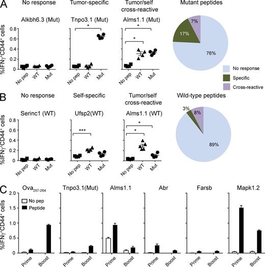 Figure 1. Immunogenicity of epitopes generated by point mutations. Mice were immunized in the footpad with indicated mutant peptides. 1 wk later, draining LNs were harvested and their cells were stimulated overnight in vitro without peptides (No pep) or with mutated (Mut) peptides or their unmutated (WT) counterparts. Surface CD44 and intracellular IFN-γ+ cells were counted on 20,000-gated CD8+ cells. (A) Representative examples of mutant peptides that elicited no response, tumor-specific (i.e., mutant peptide specific) response, or tumor/self–cross-reactive response. The right pie chart shows the total percentage of each type of T cell response elicited by mutated peptides from Meth A (n = 39) and CMS5 (n = 27). (B) Representative examples of unmutated counterparts of selected mutant peptides that elicited no response, unmutated peptide-specific response, or cross-reactive functional CD8 response (as in A). The right pie chart shows the percentage of type of T cell response elicited by unmutated peptides from both tumors. (C) Mice were immunized 100 µg of the indicated peptide once (Prime), or twice (Boost) with a 29-d interval. 7 d after the last immunization, draining popliteal LNs were harvested for intracellular cytokine assay. Lymphocytes were stimulated, or without stimulation, with 10 µg/ml cognate peptides for 16 h and stained for CD4, CD8 and CD44, followed by permeabilization and staining for IFN-γ. Shown are the percent CD44+ IFN-γ+ cells of total CD8+ cells stimulated with peptides and without peptide stimulation (No pep). Error bars represent SEM. *, P < 0.05; ***, P < 0.001. Immunogenicity of each peptide was tested in two to four mice each and the experiments were performed between four and six times. See Fig. S2 for FACS gating strategy and representative primary data.