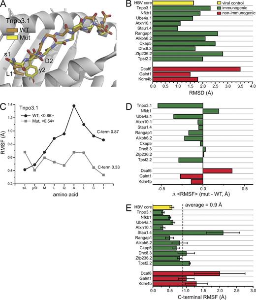 Figure 4. Structural stability as a correlate with immunogenicity. (A) Mutations within neoepitopes lead to structural alterations across the peptide backbone, as illustrated with structural snapshots from the simulations of the mutant and WT Tnpo3.1 epitope bound to H-2Kd. (B) Summary of structural differences for highly DAI ranked nonamers. Differences were quantified by superimposing average peptide conformations from the molecular dynamics simulations and computing RMSDs for all common atoms. Green and red bars indicate epitopes that led to either positive or negative immunological responses, respectively. The yellow bar shows the results for control calculations for an immunogenic HBV core epitope. (alue for the HBV epitope is the average Cα RMSD relative to the starting coordinates. (C) The numbers in the legend give the mean RMSF for the all amino acids of each peptide; those at the right give the value for only the C-terminal α carbon. Mutated amino acids are indicated by lower case in the x-axis. Results for all nonamers are in Fig. S1. (D) Effects of mutations on the conformational stability of all nonamers, calculated as the difference between the mean RMSF of the mutant and the WT peptide. (E) Fluctuations at the peptide C-terminal ends and immunogenicity. The dashed vertical line shows the mean value for all mutant nonamers. The yellow bar shows the C-terminal stability of the HBV core epitope control. Error bars represent SEM.