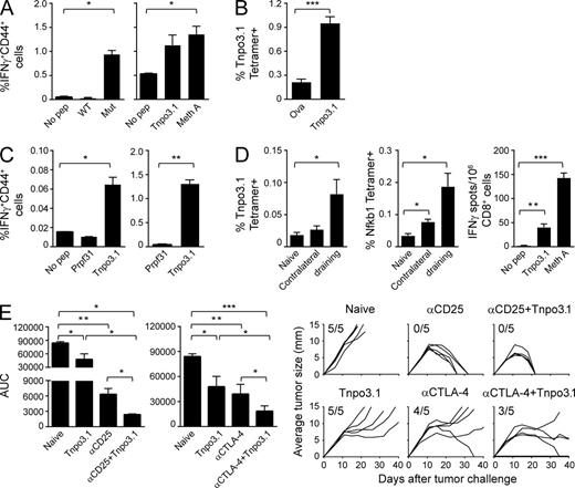 Figure 5. Antigen presentation of neoepitope Tnpo3 and immune response and tumor protection elicited by it. (A) Mice were immunized with mutant Tnpo3 peptide. Draining LNs, harvested 1 wk after immunization, were briefly stimulated ex vivo without (No pep) or with WT or mutant Tnpo3 peptides (left), or with a weekly in vitro stimulation with 1 µM mutant Tnpo3 peptide (right). After 5 d, cells were tested for the responsiveness to mutant Tnpo3-pulsed cells (Tnpo3) or Meth A cells (Meth A) by ELISpot. IFN-γ+ CD44+ CD8+ T cells were counted. (B) Mice were immunized twice with ovalbumin peptide (SIINFEKL) or Tnpo3 mutant peptide. 6 d after the second immunization, splenocytes from both groups were stained with Kd/SYMLQALCI tetramer. Tetramer positive cells were counted in CD8+ gate. (C) Mice were immunized with irradiated Meth A cells. (left) 6 d later, inguinal LN cells were stimulated overnight without peptide, irrelevant Prpf31 peptide or Tnpo3 peptide. % activated effector CD8+ cells is shown, as assessed by flow cytometry. (right) Splenocytes were stimulated in vitro in multiple rounds with 1 µM of indicated peptides for a total of 19 d. Irrelevant peptide from Prpf31 was used as a control. 5 d after stimulation, cells were tested for the responsiveness to indicated peptides by flow cytometry. Typically, for each sample, 150,000 lymphocytes, or at least 19,000 CD8+CD4− cells, were acquired. See in Fig. S3 for FACS gating strategy and representative primary data. (D) Mice were injected with 200,000 Meth A cells on the right flank. 21 d later, tumor-draining LNs and contralateral LNs were harvested and stained with anti-CD8 antibody and Tnpo3 and Nfkb1 tetramers Kd/SYMLQALCI and Kd/GYSVLHLAI, respectively (left and middle). Splenocytes were used to purify CD8+ cells to assess the responsiveness to mutant Tnpo3-pulsed cells (Tnpo3) or Meth A cells (Meth A) by ELISpot assay with no peptide (No pep) stimulation as negative control (right). (E) Naive mice or Tnpo3 mutant peptide-immunized mice were challenged with Meth A cells and treated with anti-CD25 antibody or anti-CTLA-4 antibody as indicated. AUC for each group is plotted (Duan et al., 2012), and complete tumor growth curves for all the mice in all groups are shown. Between four and six mice per group were used in each experiment, and each experiment was repeated between three and five times. *, P < 0.05; **, P < 0.01; ***, P < 0.001.