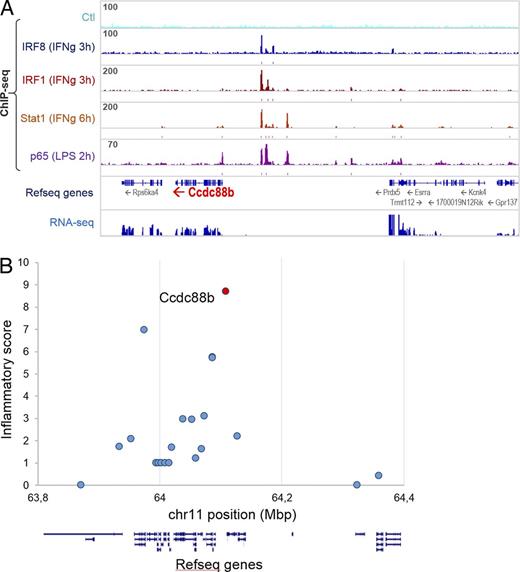 Figure 8. Candidate gene analysis of the human 11q13 locus associated with susceptibility to inflammatory diseases. (A) Chromatin immunoprecipitation sequencing (ChIP-seq) identifies IFN-γ–induced binding peaks for Irf1, Irf8, and Stat1, and LPS-induced binding peaks for p65 (NF-κB) predominantly in the 5′ region of the Ccdc88b gene. (B) An Inflammatory score was calculated for each of the 22 human genes with mouse orthologues in the 600Mb 11q13 locus. This score is based in part on the presence and on the intensity of binding peaks for proinflammatory transcription factors Irf1, Irf8, Stat1, and p65 (NF-κB) as determined by ChIP-seq, as well as expression in inflammatory cells (RNA-seq) and as described in Table S1. The position of each of the genes in the locus listed in Table S1 is shown as exon/intron arrangement and the inflammatory score is indicated at position of their transcriptional start site.