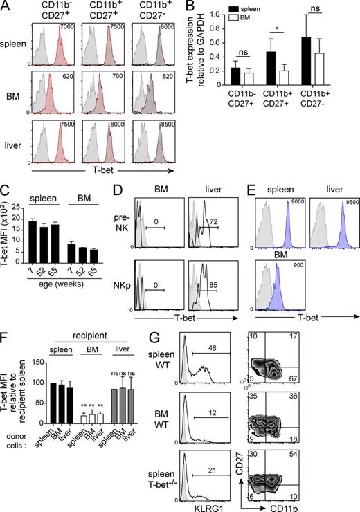 Figure 5. T-bet expression is actively repressed in the BM. (A) Flow cytometric analysis of intracellular T-bet expression in WT NK cells of the indicated subset and isolated from the indicated organs. Numbers indicate mean fluorescence intensity of T-bet staining. Data are representative of 20 mice in 10 experiments. (B) NK cells of the indicated phenotype were sorted from the spleen or the BM and the amount of T-bet mRNA was quantified by quantitative RT-PCR, relative to GAPDH mRNA. Data are mean ± SD of three independent experiments. *, P < 0.05, paired Student’s t test. (C) T-bet expression in spleen or BM NK cells of WT mice of the indicated age. n = 3 mice in each group in two independent experiments. (D) Flow cytometric analysis of intracellular T-bet expression in pre-pro NK cells and NK precursors identified as shown in Fig. S1. Data are representative of 6 mice in 3 experiments. (E) FACS measurement of T-bet expression in NK1.1+ T cells isolated from the BM, spleen, or liver as indicated. Numbers in FACS plots indicate T-bet MFI. Data are representative of 10 mice in 5 experiments. (F) Spleen, liver, or BM cells from CD45.1 C57BL/6 mice were adoptively transferred into C57BL/6 mice. 3 d later, transferred cells were identified as CD45.1+ CD45.2− in the spleen, liver, and BM of recipient mice and their intracellular T-bet expression was measured. Results show T-bet MFI relative to recipient spleen NK cells. Bar graphs show mean ± SD of 4 mice in 4 experiments. Statistics were calculated to compare migration to the BM or liver versus migration to the spleen. **, P < 0.01, paired Student’s t test. (G) Flow cytometric analysis of the indicated surface markers on gated NK cells from the spleen or the BM of WT and T-bet KO mice as indicated. Data are representative of 6 mice in 3 experiments.