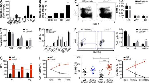 Figure 1. GzmB−/− HSCs are more proliferative and show a superior reconstitution capacity because of an increase in functional HSCs. Cell surface marker definition of all cell populations is indicated in Table S1. (A and B) GzmB mRNA expression levels were assessed by RT-PCR in hematopoietic cells (A; n = 6) and in HSCs, endothelial cells (EC), mesenchymal stromal cells (MSC), and osteoblasts (OB) during homeostatic conditions in WT cells (B; n = 3). Fold change was calculated in relation to HSC GzmB mRNA levels. (C) BM cells from WT or GzmB−/− mice were analyzed for the indicated cell populations by flow cytometry. (left) Representative FACS plot showing Sca-1 and CD117 (c-Kit) staining of lin− cells; box shows gating on LSK (Lin−CD117+Sca1+) cells; (right) calculated frequencies of LSK, MPP1, and HSC cells (n = 6). (D and E) Relative frequencies of the indicated progenitor and mature populations in the BM WT and GzmB−/− mice, as assessed by flow cytometry (n = 6 each). (F) Cell cycle status of WT(control) and GzmB−/− HSCs was assessed by Ki67/Hoechst staining. The left panel shows a representative flow cytometry plot, and the right panel shows the quantification of data (n = 6). (G) CD45.1+ WT BM cells were mixed in a 1:1 ratio either with CD45.2+ WT or GzmB−/− BM cells. The relative contribution of donor-derived GzmB−/− CD45.2 and WT CD45.1 BM cells to T, B, and myeloid (My) cells in the circulation was assessed 16 wk after transplantation (n = 6). Gray dashed line indicates 50% reconstitution. (H) Frequency of WT and GzmB−/− myeloid cells in the circulation was assessed at 4 and 16 wk after transplantation (n = 6). (I) CD45.2+ GzmB−/− (red) or WT (blue) BM cells were mixed with CD45.1+ WT HSCs and injected into WT recipient mice, and the frequency of CD45.2 donor cells in the BM was assessed by flow cytometry (n > 9). Graphs in A–I are representative of three independent experiments. (J) CD45.2+ GzmB−/− and CD45.1+ WT HSCs from primary recipients were injected into secondary hosts, and their frequency after primary and secondary BM transplantation was assessed by flow cytometry compared with the input (n = 6). Results in all panels represent means ± SEM of at least two experiments. *, P < 0.05; **, P < 0.01; ***, P < 0.001; and ****, P < 0.0001.