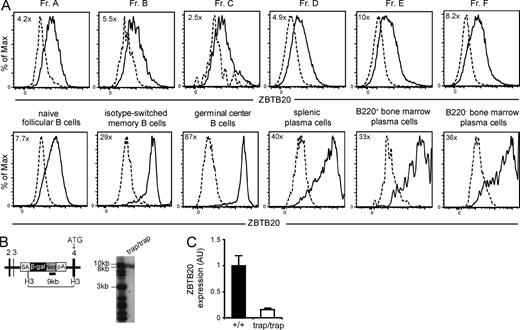 Figure 1. ZBTB20 is highly expressed by activated B cells. (A) Flow cytometry analysis of ZBTB20 expression through β-galactosidase expression in Zbtb20+/trap B cell progenitors by the Hardy classification (Fr. A–F), naive B cells, splenic plasma cells, germinal center B cells, isotype-switched memory B cells, and B220+ and B220− BM plasma cells. Gating strategies are shown in Fig. S1. Cells from heterozygous Zbtb20+/trap (solid lines) and control Zbtb20+/+ (dashed lines) mice were both stained with the β-galactosidase substrate fluorescein di-β-galactopyranoside. Values in the top left corner of plots represent fold changes of the mean fluorescence intensities between Zbtb20+/trap and Zbtb20+/+ cells. Data are representative of four independent experiments with one mouse per group per experiment. (B) Map of Zbtb20 locus (left) and Southern blot analysis (right) demonstrating the correct location and copy number of the gene trap insertion. Black numbered rectangles denote exons 2–4 of Zbtb20. The small solid rectangle indicates the location of the Neo-specific probe. ATG, translation start site; β-gal, β-galactosidase; H3, HindIII; Neo, neomycin phosphotransferase; pA, polyadenylation site; SA, splice acceptor. (C) qRT-PCR analysis of ZBTB20 transcript levels in peripheral blood B cells from Zbtb20+/+ (n = 9) and Zbtb20trap/trap (n = 8) fetal liver chimeras. Transcript levels were measured in technical triplicates, and Zbtb20 expression was normalized to the mean Actb expression of each sample. Mean values ± SD are shown in arbitrary units (AU) relative to wild-type B cell levels. Data are representative of two independent experiments.