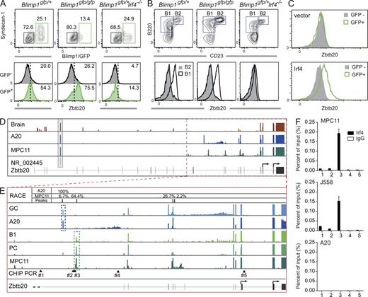 Figure 7. Irf4 binds to the promoter of Zbtb20 to trigger its expression. (A) B cells from the indicated mice were cultured for 3 d with LPS, sorted according to Blimp1/GFP expression and stained for intracellular Zbtb20 levels. Data are representative of three independent experiments on two mice of each genotype. (B) Analysis of peritoneal cells of the indicated mice to identify B1 and B2 cells. Histograms show Zbtb20 levels for both populations. Representative of three independent experiments, with three mice for each genotype. (C) I29B cells were transduced with an Irf4/GFP or a control vector and sorted at day 3 according to GFP level. Zbtb20 levels were assessed by FACS. Representative of three independent experiments. (D) RNA-Seq analysis of brain tissue, A20, and MPC11. Structure of the Zbtb20 gene according to the Ensembl database is depicted. The presence of gene NR_002445 is indicated (gray box). Arrows shows alternative Zbtb20 translational start sites (TSS). Representative of one experiment. (E) Identification of Zbtb20 transcriptional start sites in MPC11 and A20 cells by 5′RACE PCR. 18 independent clones from A20 and 45 clones from MPC11 cell lines were bidirectionally sequenced. Their location and frequency among the sequenced clones are shown. RNA-Seq was performed on the indicated cell lines and primary B cells. Putative transcriptional start sites in GC (blue dotted box) and ASC/B1 (green dotted box) are indicated. Locations of sequences (#1–5; arrowheads) containing putative Irf4 binding sites are depicted. (F) Anti-Irf4 ChIP was performed on the indicated cell lines and assessed by qPCR using primers 1–5 listed in Table S5. Data are representative of two independent experiments.