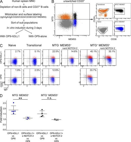 Figure 1. Identification of candidate MZPs from children spleen. (A) Isolation scheme of candidate MZP subsets from MNCs from children spleens (4–8 yr). (B) MTG and MEM55 (an antibody against a glycosylated variant of CD45RB) flow cytometry profiles of IgG−IgE−IgA−CD27−CD20+ cells revealed four distinct fractions that were isolated after the indicated CD24 and CD38 sort gates. (C) The four fractions isolated in B were co-cultured either with OP9 + hDLL1 or OP9 cells alone. After 3 d, cells were recovered, stained for CD20, IgD, and CD27, and CD20+-gated cells were analyzed for CD27 up-regulation. For MTG−MEM55+ and MTG+MEM55+ cells, the effect of a blocking anti-NOTCH2 mAb added in the OP9-hDDL1 cultures was evaluated. Percentages of IgD+CD27+ among total B cells after differentiation are indicated on each dot plot. Mean B cell survival after 3 d of culture was 19 ± 3% for both MEM55+ subsets. Experimental repeats (3 or 5 depending on the assay) are depicted in Table S1. (D) For the two MEM55+ subsets, a fold induction corresponding to the ratio of IgD+ cells becoming CD27-positive in the OP9-hDDL1 (with or without anti-NOTCH2 mAb) versus OP9 condition were plotted with indicated means ± SD (complete data from 5 different donors are listed in Table S1). Statistical significance is indicated on graphs as determined by paired, two-tailed Student’s t test. **, P < 0.01; n.s., nonsignificant.