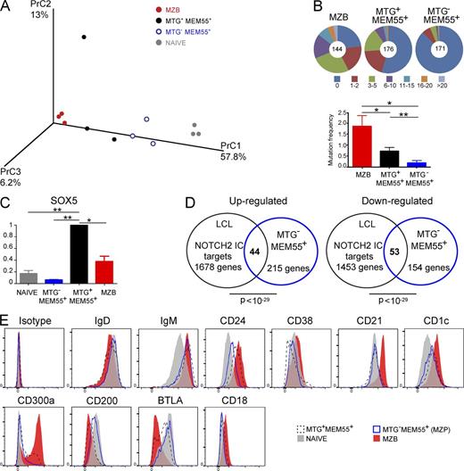 Figure 2. The MTG−MEM55+ subset represents an early MZP cell stage before Ig gene diversification. (A) Gene expression profiles of naive, MZB, MTG−MEM55+, and MTG+MEM55+ cells were determined using Affymetrix Human Genome U133 2.0 Plus microarrays (see Materials and methods). A 3D representation of a principal component analysis (PrC) performed for these four subsets, based on the expression of the 1,855 probes that were differentially expressed between naive and MZB cells, with a fold change ≥2 (P < 0.05), is shown, with each dot representing a single sample. (B) Mutation distribution within Ig sequences from splenic MZB, MTG+MEM55+, and MTG−MEM55+ subsets and mutation frequencies per total sequences. Mutations were analyzed within 284 pb of rearranged JH4-JH5 intronic sequences with data pooled from five children (detailed in Fig. S1). The pie charts depict relative proportions of sequences with a given mutation range (see the color legend). The total number of analyzed sequences is indicated in the center of each chart. Mutation frequencies of all sequences from each subset are represented, expressed as mutations per 100 bp (mean of 5 splenic samples ± SEM). **, P < 0.01; *, P < 0.05; paired, two-tailed Student’s t test. (C) Relative expression levels of SOX5 were determined by qPCR for naive, MZB, MTG+MEM55+, and MTG−MEM55+ cells. Expression values normalized by B2M expression were calculated by the comparative method, normalizing to 1 the expression of the different genes in the MZB fraction. Mean values ± SEM of three independent experiments done in triplicates are shown. **, P < 0.01; *, P < 0.05; paired, two-tailed Student’s t test. (D) Through data mining, a list of 1,678 and 1,453 genes that were, respectively, up or down-regulated after induction of an activated NOTCH2 receptor (NOTCH2-IC) in an EBV-transformed human B lymphoblastoid cell line (LCL) was established. Those genes were compared with the 215 and 154 genes that were, respectively, over- or under-expressed in MZP compared with naive cells (with a fold change ≥1.5, P < 0.05) to generate Venn diagrams. The numbers of genes that are common in both lists are indicated in bold at the intersection between two circles. Hypergeometric distribution was used to calculate the p-value according to GSEA. (E) After gating on dump−CD19+ cells, and based on their respective expression of MTG, MEM55, CD27, and IgD, naive (gray), MZB (red), MTG−MEM55+ (blue), and MTG+MEM55+ (black, dotted line) cells from children spleen samples were analyzed for expression of several surface markers by flow cytometry. Data are representative of 3 different samples.