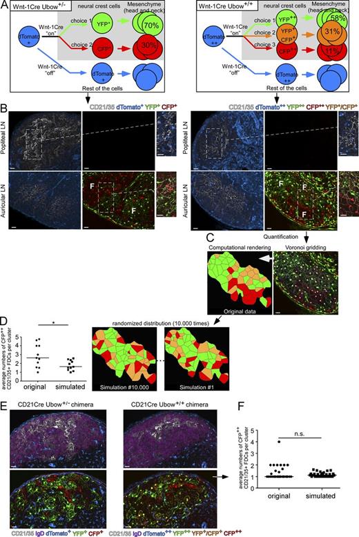 Figure 1. Tracking the ontogeny of FDCs. (A) Schematic showing that in Wnt-1Cre Ubow+/− and +/+ mice, neural crest–derived head and neck mesenchymal cells stochastically express YFP or CFP at different ratios while the rest of the cells, including all hematopoietic cells, express dTomato (Ghigo et al., 2013). (B) Auricular and popliteal LN sections from nonirradiated Wnt-1Cre Ubow+/− and +/+ mice were stained for CD21/35 expression and analyzed by confocal microscopy. F indicates monocolored foci of FDCs. Insets display high-magnification views of FDCs. (C) All confocal pictures from the auricular/cervical LNs of Wnt-1Cre Ubow+/+ mice were processed to generate Voronoi tessellated pictures (see Materials and methods and Fig. S1) amenable to computational simulation. (D) The mean numbers of the rarest colored CD21/35+ FDCs (i.e., CFP++ FDCs) per CFP++ cluster were then compared with Monte Carlo–simulated pictures in which the same colored FDC populations were randomly distributed within the same region of interest (2 simulations displayed out of 10,000). Horizontal bar = median. Each dot represents one follicle. (E) CD21Cre Ubow+/− and +/+ mice were irradiated and reconstituted with WT BM cells to generate chimeric mice in which B cell follicles would be composed of colored FDCs and nonfluorescent B cells. 8 wk later, their peripheral LNs were sectioned, stained for CD21/35 and IgD expression, and imaged by confocal microscopy. (F) Quantification of CFP++ CD21/35+ FDC clustering index in the follicles of CD21Cre Ubow+/+ chimera. Horizontal bar = median. Each dot represents one follicle. In D and F, a two-tailed Student’s t test was used to determine significance. *, P < 0.05. n.s. = nonsignificant. Bars, 25m. Data are representative of 4 different experiments (2 mice per experiment, at least 4 analyzed LNs per mouse).