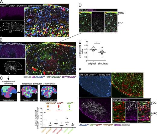 Figure 3. Lineage tracing of FDC progenitors. Ubow++-CreERT2 mice were irradiated and reconstituted with WT BM cells to generate chimeric mice with fluorescent stromal cells and nonfluorescent hematopoietic cells. Reconstituted chimeras were treated with tamoxifen, maintained under tamoxifen-free regimen during 1 wk, and injected with an emulsion of CFA/OVA in their ears and rear footpads (left side only). 3 wk later, inflamed popliteal and auricular LNs (B and C) and contralateral LNs (A) were sectioned, stained for CD21/35 (dashed line) and IgD (A and B) or RANK-L (D) expression, and analyzed by confocal microscopy. (C) Quantification of CFP++ YFP++ CFP+YFP+ CD21/35+ FDC clustering index. Horizontal bar = median. Data are representative of 3 different experiments (2 mice per experiment, 4 LNs analyzed per mouse). Each dot represents one follicle. (E) Comparison of MRC/FDC cluster formation as measured by the clustering index (see Materials and methods section and Fig. S2 for details) in original and simulated data. Each dot represents the cell clustering index of a cell cluster composed of MRCs and FDCs sharing a similar color, in original and Monte Carlo–simulated data. See also Video 1. (F) Auricular/cervical LN sections from Wnt-1Cre Ubow+/+ mice were stained for CD21/35 and RANK-L expression and analyzed by confocal microscopy. Insets in D and F represent magnified views of juxtaposed MRCs and FDCs sharing a similar color. Data are representative of 3 different experiments (2 mice per experiment, 2 LNs analyzed per mouse). In E and C, a two-tailed Student’s t test was used to determine significance. *, P < 0.08; **, P < 0.01. n.s. = nonsignificant. Bars, 25 µm.