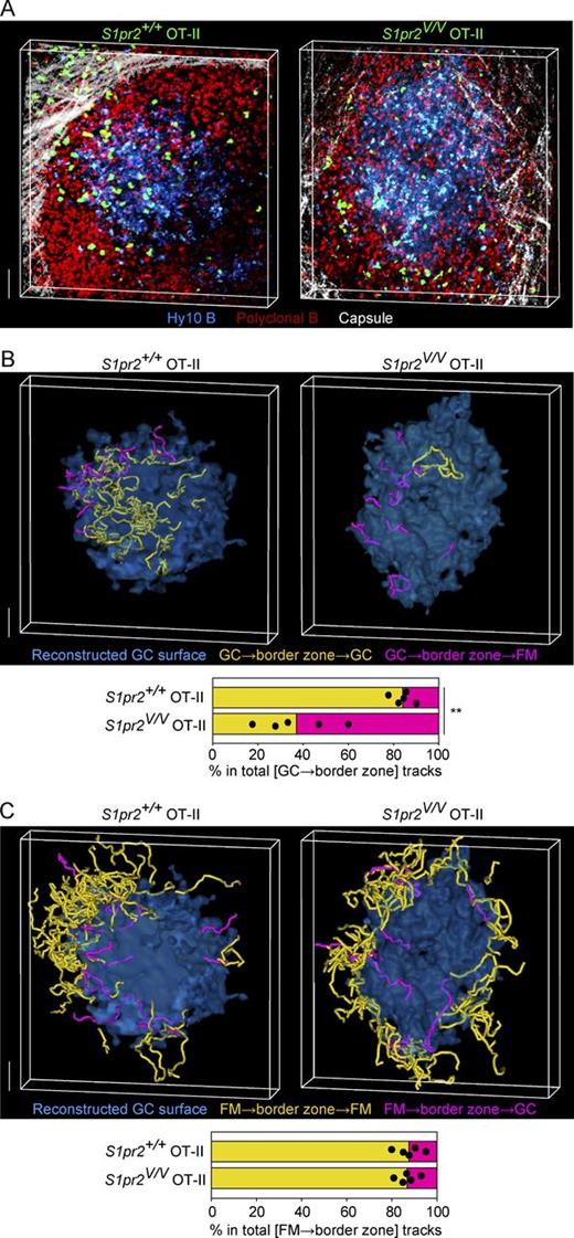 Figure 3. S1PR2 is important for Tfh cell retention in the GC. (A) Representative two-photon images of GCs. GFP+ S1pr2+/+ or GFP+ S1pr2V/V OT-II T cells (2 × 104 cells per head), S1pr2+/+ OT-II T cells (2 × 105 cells per head), and CFP+ Hy10 B cells (2 × 105 cells per head) were transferred to recipient mice. Explanted LNs were observed 7 or 8 d after s.c. immunization with HEL-OVA in alum. 1–3 d before imaging, 1.4–3.0 × 107 rhodamine-labeled polyclonal B cells were transferred for demarcation of the follicular regions. See also Videos 1 and 2. The images are 84 µm (left) and 96 µm (right) z-projections. Data are representative of two independent experiments with 8 (S1pr2+/+) and 5 (S1pr2V/V) recipient mice in total. (B) Cell tracking analysis of OT-II T cells that access the interface zone from the GC. GC surfaces were reconstructed from the CFP images in A. The tracks show migration paths of OT-II T cells that entered the interface zone from the GC and then left the interface zone to the GC (yellow) or FM (pink). The color brightness of the tracks is reduced on the parts submerged under the GC surfaces. The horizontal histogram shows the ratios of yellow tracks to pink tracks. Dots represent individual LNs used for the imaging analysis. 6–79 cells were tracked per LN. **, P < 0.01 (Student’s t test). (C) Cell tracking analysis data of OT-II T cells that access the interface zone from the FM. The tracks show migration paths of OT-II T cells that entered the interface zone from the FM and then left the interface zone to the FM (yellow) or GC (pink). The graph shows the ratios of yellow tracks to pink tracks. 12–98 cells were tracked per LN. Bars, 50 µm. Data are pooled from two independent experiments with 8 (S1pr2+/+) and 4 (S1pr2V/V) mice in total (B and C).