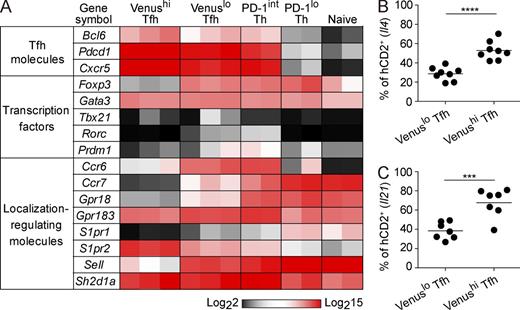 Figure 4. mRNA expression profiles of Tfh cells with different levels of S1pr2 expression. (A) mRNA expression profiles of Venushi Tfh, Venuslo Tfh, PD-1int Th, PD-1lo Th, and naive CD4+ T cells are shown as heat map. See Fig. S3 A for the details of cell sorting. Each column represents a single experiment pooled from 3 to 8 (Venushi Tfh, Venuslo Tfh, PD-1int Th, PD-1lo Th) or 1 to 2 (naive CD4+ T) mice. (B and C) The cytokine reporter (hCD2)–expressing cell percentages in Venuslo or Venushi Tfh cells of S1pr2V/+Il4-reporter mice (B) and S1pr2V/+Il21-reporter mice (C). Draining LN cells were analyzed 9 or 11 d after immunization with CGG in CFA s.c. Data are pooled from two independent experiments with 8 LNs from 2 mice (B) or 7 LNs from 2 mice (C). Horizontal bars represent mean values. ***, P < 0.001; ****, P < 0.0001 (Student’s t test).