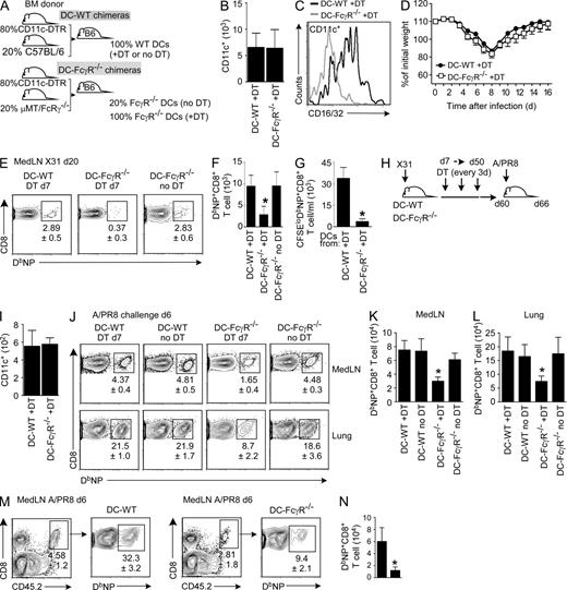 Figure 10. FcγR-expressing DCs extend the duration of NP Ag presentation to CD8 T cells and increase the size of NP-specific primary and secondary CD8 T cell responses. (A–G) B6 mice were irradiated and reconstituted with an 80:20 mixture of BM from CD11c-DTR and B6 donors (DC-WT chimeras) or from CD11c-DTR and μMT.FcγR−/− donors (DC-FcγR−/− chimeras). Reconstituted chimeras (A) were infected with X31 and injected with PBS or DT beginning on day 7 and continuing every 3 d to eliminate DCs derived from the CD11c-DTR progenitors. The frequency and numbers of CD11c+ DCs (Fig. S3; B) and the expression of FcR CD16/32 on CD11c+ DCs from medLNs (C) were assessed on day 20 after infection. Body weight changes (D) were monitored for 2 wk after infection. The frequencies (E) and absolute numbers (F) of NP+ CD8 T cells in the medLN on day 20 after infection were evaluated. (G) CD11c+ DCs from medLN of the day 12 X31-infected DC-WT and DC-FcγR−/−chimeras were co-cultured for 72 h with CFSE-labeled CD8 T cells isolated from day 7 X31-infected B6 mice. The total numbers of CFSElo NP+ CD8+ T cells were determined using flow cytometry. (H–K) DC-WT and DC-FcγR−/− chimeras were infected with X31 and injected with PBS or DT beginning on day 7 after infection and continuing every 3 d until day 50. 10 d after the last DT injection, the numbers of repopulating medLN CD11c+ DCs were determined (I). The remaining chimeras were challenged with PR8 virus, and the frequencies (J) and absolute numbers (K and L) of NP+ CD8+ T cells in the medLN (J and K) and lung (J and L) were assessed at 6 d after challenge. (M and N) Memory CD8+CD44hi T cells were sorted from the spleens of DT-treated DC-WT and DC-FcγR−/− chimeras 10 wk after primary X31 infection. 5 × 103 NP+ CD8+CD44hi T cells were transferred into naive CD45.1+ mice. Recipient mice were infected with PR8 24 h later. The frequencies (M) and numbers (N) of donor NP+ CD8 T cells in the medLN were determined 6 d later. Data are representative of two independent experiments (mean ± SD of 4–5 mice per group; *, P < 0.01 vs. DT control).