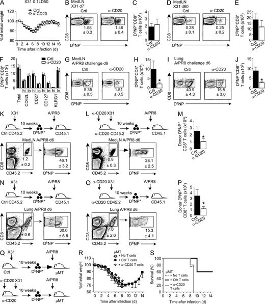 Figure 2. B cell depletion during the primary infection impairs NP-specific CD8 T cell recall responses. (A–F) Control and anti-CD20–treated B6 mice were infected with X31. Body weight changes were assessed for 16 d after virus inoculation (A). The frequencies and total numbers of NP+ CD8 T cells in the medLN were determined on days 7 (B and C) and 60 (D and E). Day 60 NP+ CD8 T cells were analyzed for expression of CD62L, CD27, CD127, and KLRG1. The frequencies (Fig. S1) and numbers (F) of the different populations were determined. (G–J) Control and anti-CD20–treated B6 mice were infected with X31, challenged with PR8 10 wk later, and analyzed on day 6 after challenge. The frequencies and total numbers of NP+ CD8 T cells in the medLN (G and H) and lung (I and J) were determined. (K–P) Memory CD8+CD44hi T cells were sorted from the spleens of B6 or anti-CD20–treated mice 10 wk after primary X31 infection. Equal numbers of NP+ CD8+CD44hi T cells (5 × 103/recipient) were transferred into naive CD45.1+ mice. Recipient mice were infected with PR8 24 h later and analyzed on day 6 after infection. The frequencies and numbers of NP+ CD8 T cells from B6 (K and N) or anti-CD20–treated (L and O) donors present in the recipient medLN (K–M) and lungs (N–P) were determined 6 d after infection. (Q–S) Memory CD8+ T cells were sorted from the spleens of B6 or anti-CD20–treated mice 10 wk after primary X31 infection (Q). Equal numbers of NP+ CD8+CD44hi T cells (5 × 104/recipient) were transferred into naive μMT mice. Recipient mice were infected with PR8 24 h later. Weight loss (R) and survival (S) of the recipients were monitored for 2 wk. Data are representative of two or more independent experiments (mean ± SD of 4–5 mice per group; *, P < 0.01 vs. control).
