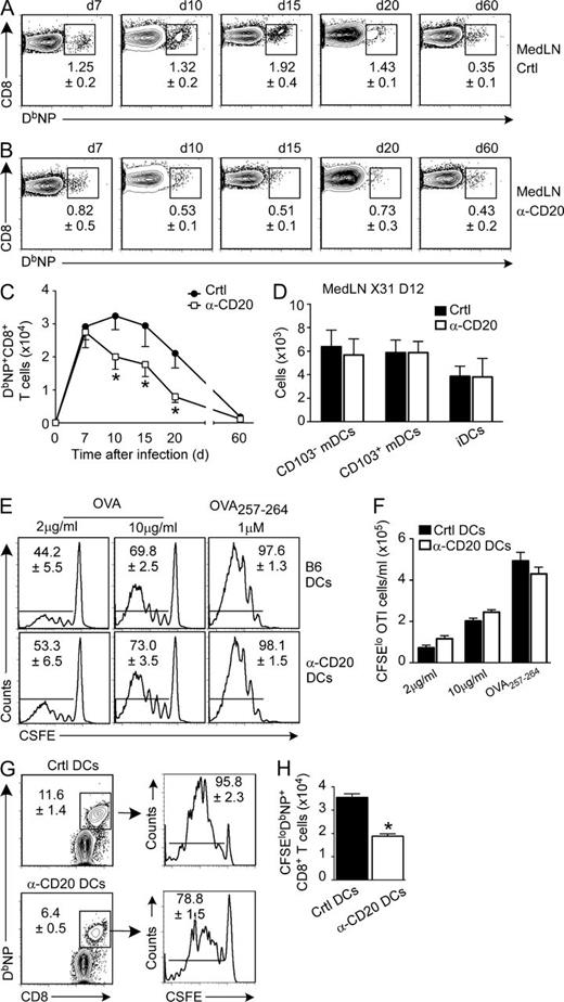 Figure 3. B cell depletion induces accelerated contraction of NP-specific primary CD8 T cell responses and impairs late DC Ag presentation to NP+ CD8 T cells. Control and anti-CD20–treated B6 mice were infected with X31. Frequencies (A and B) and absolute numbers (C) of NP+ CD8 T cells in the medLNs were determined at indicated time points using flow cytometry. The numbers of mature and immature DC subpopulations (mDCs and iDCs) in medLN were determined on day 12 (D) according to gating strategy in Fig. S2. Day 12 CD11c+ medLN DCs from X31-infected control or anti-CD20–treated mice were purified and co-cultured for 3 d with purified CFSE-labeled OT-I cells in the presence of OVA protein or OVA257-264 peptide (E and F) or with CFSE-labeled CD8 T cells isolated from medLNs of day 7 X31-infected B6 mice (G and H). The frequencies (E and G) and total numbers (F and H) of CFSEloCD8+ T cells were determined by flow cytometry. Data are representative of three independent experiments (mean ± SD of 5 mice per time point; *, P < 0.01 vs. control).