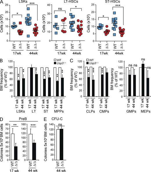 Figure 5. Reduced size of adult HSC and CLP compartments and impaired pre–B lymphoid colony-forming activity in vitro in Usp3Δ/Δ mice. (A–C) Multiparameter flow cytometry analysis of primitive hematopoietic populations. Gating strategies and representative FACS profiles are presented in Fig. S2. (A) Absolute cell numbers of primitive populations from BM (2 femurs and 2 hips bones) of WT and Usp3Δ/Δ mice: LSK (Lin− Sca1+ cKit+), LT-HSC (LSK, flk2/CD135−, CD150+, CD34−, LT-HSC), and ST-HSC (LSK, flk2/CD135−, CD150+, CD34+, ST-HSC). Mean ± SEM is shown. (B and C) Frequency of LSKs, LT-HSCs, ST-HSCs, and MPPs (B) or CLPs, CMPs, GMPs, and MEPs (C) in BM of Usp3Δ/Δ mice was calculated and normalized relative to WT animals. Mean ± SD is shown. (A–C) Results are from two (17 wk) or three (44 wk) independent experiments. 17 wk, n = 5 per genotype; 44 wk, n = 11 per genotype. (D and E) BM cells from WT or Usp3Δ/Δ mice were assayed for pre–B (D) or myeloid colony-forming (CFU-C; E) ability. Results are from at least two independent experiments, n = 3 per group per experiment. Mean ± SD is shown. For all panels: *, P ≤ 0.05; **, P ≤ 0.01; ***, P ≤ 0.001; ns, not significant.