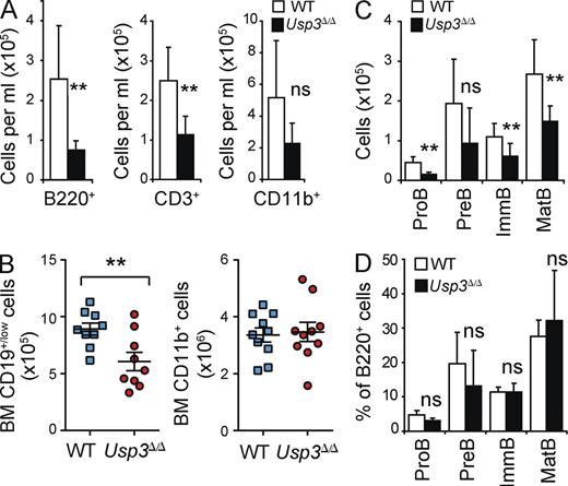 Figure 4. USP3-deficient mice develop lymphopenia with age. (A) Peripheral blood cell counts in aged (44 wk old) WT and Usp3Δ/Δ mice. B220+, B lymphocytes; CD3+, T lymphocytes; CD11b+, monocytes, granulocytes, and macrophages. Data are means ± SD. WT, n = 7; Usp3Δ/Δ, n = 7. Representative FACS profiles are shown in Fig. S1. (B) Flow cytometry analysis of BM of aged WT and Usp3Δ/Δ mice for lymphoid (CD19+/low) and myeloid (CD11b+) cell populations. Cell numbers per BM (2 femurs) are shown. Data are means ± SEM. WT, n = 10; Usp3Δ/Δ, n = 10. (C) Flow cytometry analysis of B cell differentiation in the BM of aged WT and Usp3Δ/Δ mice: Pre–B (B220low IgM− cKit− CD25+), Pro–B (B220low IgM− cKit+ CD25−), immature B (B220low IgM+), and mature B (B220high IgM+) cells. Cell numbers per BM (2 femurs) are shown. Data are means ± SD. WT, n = 8; Usp3Δ/Δ, n = 7. (D) Frequency (percentage of total B220+ B cell population) of the B cell subsets analyzed in C. Results are from two (A, C, and D) or three (B) independent experiments. For all panels: **, P ≤ 0.01; ns, not significant.