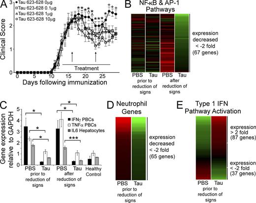 Figure 1. Effect of the injection of amyloid fibrils on gene expression in blood cells. (A) Time course of the treatment of groups of 10 mice with active EAE injected i.p. for 14 d beginning at the onset of hind limb weakness with 0, 0.1, 1, or 10 µg Tau 623–628, showing blood draws for analysis before, and after, reduction of clinical signs (vertical arrows). Values in the graph represent mean ± SEM. *, P < 0.05 for 10 µg; ^, P < 0.05 for 1 µg; and +, P < 0.05 for all doses by Mann-Whitney U test. (B) Heat map of 67 genes, induced by NF-κB and/or AP-1, whose expression decreased greater than twofold after the clinical signs of EAE were reduced but were only partially modulated before the reduction of clinical signs. Individual genes are listed in Table S1. (C) Differential gene expression measured by qPCR for IFN-γ, TNF, and IL-6 expression before and after clinical signs were reversed. Values in graph represent mean ± SEM. *, P < 0.04; and ***, P < 0.005 by Student’s t test. Triplicates for each mouse (n = 3) performed in two independent experiments. (D) Heat map of 65 genes expressed in neutrophils whose expression was reduced more than twofold before visible reduction of clinical signs. Individual genes are listed in Table S2. (E) Heat map displaying the expression of 124 genes stimulated by type 1 IFN, STAT1, and/or IRF3 that were consistent with activation of these pathways before reduction of clinical signs. Individual genes are listed in Table S3.