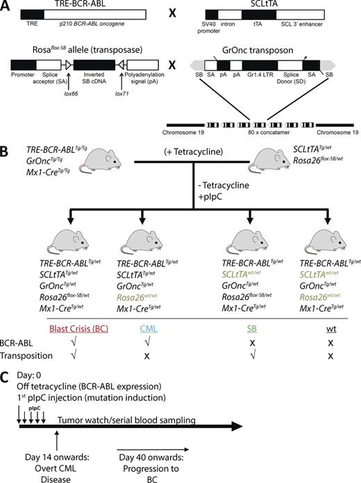Figure 1. Generation of a mouse model of CML progression. (A) Expression of p210 BCR-ABL (TRE-BCR-ABL) is driven by an SCL 3′ enhancer element (SCLtTA transactivator) in a tetracycline-dependent manner (adapted from Koschmieder et al., 2005). Upon pIpC-induced and Mx1-Cre–mediated inversion, the Sleeping Beauty (SB) transposase (Rosa26flox-SB) is expressed and facilitates transposition of the GrOnc transposon. The transposon construct contains a concatamer of 80 U of the Graffi1.4 virus long terminal repeat (Gr1.4 LTR), splice acceptors (SA), bi-directional adenovirus polyadenylation signals (pA), and a splice donor (SD), all flanked by SB inverted repeats (adapted from March et al., 2011; Vassiliou et al., 2011). (B) The parental lines were established as described in Fig. S1. The experimental cohorts were generated by crossing TRE-BCR-ABLTg/Tg, GrOncTg/Tg, Mx1-CreTg/Tg mice with SCL-tTATg/wt, Rosa26flox-SB/wt mice, in the presence of tetracycline. (C) Upon weaning, mice were taken off tetracycline and treated with 5 doses of pIpC, simulating the temporal sequence of human BC transformation where mutagenesis occurs in the presence of BCR-ABL expression, leading to disease progression from a CML to BC phase. A CML phenotype was detected as early as 14 d and BC from as early as 40 d after tetracycline withdrawal.