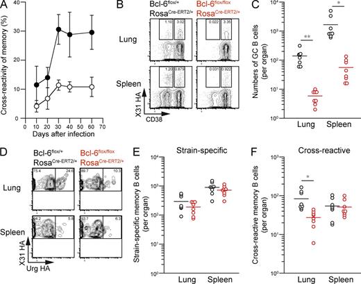 Figure 6. Cross-reactive memory B cells develop from persistent GCs. (A) The cross-reactivity of splenic (open) and lung (closed) memory B cells (HA-binding PI-Dump−CD38+B220+) was assessed at the indicated time points (mean ± SD; n = 4–9). The data are representative of two independent experiments. (B) Mice with the indicated genotypes were orally treated with 2 mg tamoxifen at days 14 and 15 after infection, and lung and spleen cells were recovered at day 28 after infection. HA-binding GC (PI-Dump−CD38dullB220+) and memory B cells (PI-Dump−CD38+B220+) were gated. (C) The numbers of GC B cells per organ are plotted. *, P < 0.05; **, P < 0.01. (D) The cross-reactivity of memory B cells was compared for each mouse genotype. (E and F) The numbers of strain-specific (E) and cross-reactive (F) memory B cells are plotted. To detect the low frequency of splenic memory B cells, over 20,000,000 events were analyzed from individual spleens, and the cells within enlarged PI-Dump−B220+ gate were collected as shown in Fig. S1. *, P < 0.05. (C, E, and F) Each circle represents the result from an individual mouse. The data are representative of three independent experiments. Horizontal lines indicate mean.