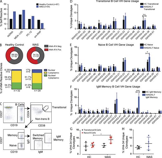 Figure 6. WAS/XLT subjects exhibit an altered naive B cell repertoire enriched for self-reactive specificities. (A and B) BCRs were cloned from peripheral blood naive B cells from a 10-mo-old WAS subject (n = 54 mAbs) and two pediatric and one adult HC subjects (n = 87 antibodies). Percentages of mAb clones reactive to self-antigens are shown. Data are representative of one of two experiments. (B, top) Pie charts display frequency of ANA-IFA (antinuclear antibodies detected by IFA)–reactive clones. (bottom) Staining pattern of each IFA-reactive clone, defined as nuclear, cytoplasmic, or polyreactive (both nuclear and cytoplasmic), displayed according to overall percentages. (C) Human B cell subset gating and sorting strategy. (D–G) Sorted subsets from five HC and three WAS pediatric subjects were analyzed by Illumina high-throughput sequencing of the BCR heavy chain and combined to show mean VH family gene usage. (D) VH family usage of sorted transitional B cells (CD19+CD27+CD24hiCD38hi) displayed according to percentage of total unique clonotypes within the most abundant VH families; see Table S4 for full VH family usage. (E) VH family usage of naive B cells (CD19+CD27−). (F) VH family usage of IgM memory B cells (CD19+CD27+IgG−). (G) Percentage of VH4-34 within total unique, clonotypic sequences in naive B cell compartment. (H) Percentage of VH4-34 sequences in naive B cells in four HC (ages 23–29 yr) and four WAS adult subjects (ages 18–28 yr). Error bars show SEM. Statistical analysis was performed using the Student’s t test: *, P < 0.05; ***, P < 0.001. Data are representative of at least two experiments.