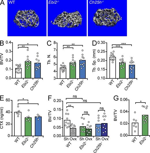 Figure 2. Bone mass analyses in EBI2- and CH25H-deficient mice. (A) Representative μCT images of femurs from 14-wk-old male WT (left), EBI2-deficient (middle), and CH25H-deficient mice (right). (B) Ratio of bone volume (BV) and trabecular volume (TV). (C) Number of trabecular bones (Tb.N.). (D) Spacing between trabecular bones (Tb.Sp., mm). (A–D) Data were generated by μCT of femurs, n = 10–12; four independent experiments. (E) Concentration of CTXs in serum of 14-wk-old male EBI2-deficient, CH25H-deficient, and control littermate mice, n = 4–6; three independent experiments. (F) Percentage of bone loss 4 wk after ovariectomy. Control (white), EBI2-deficient (green), and CH25H-deficient (blue) mice. (G) Ratio of bone volume and trabecular volume in 1-yr-old female WT and EBI2-deficient mice. (F–G) Data were generated by μCT of femurs, n = 7–12; three independent experiments. (B–G) Bars indicate mean, and circles depict individual mice analyzed. *, P < 0.05; **, P < 0.01; ***, P < 0.001 by unpaired Student’s t test. See also Table 1 and Table S1.