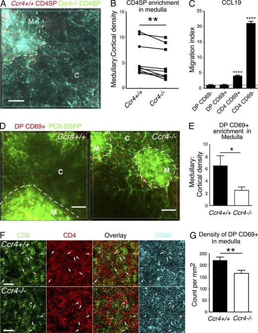 Figure 8. CCR4 is required for medullary accumulation of post-positive selection DP and CD4SP thymocytes. (A) A maximum intensity projection of Ccr4+/+ (red) and Ccr4−/− (green) CD4SP thymocytes in live pCX-EGFP (blue) thymic slices. The boundary between cortex (C) and medulla (M) is indicated with a dashed line Video 1 shows corresponding two-photon imaging data. Bar, 100 µm. (B) Densities of Ccr4+/+ and Ccr4−/− CD4SP thymocytes in medulla and cortex (cells/µm3) were quantified from data as in A, and the ratio of medullary to cortical density was plotted for each dataset. Data represent three independent experiments with three time-lapse movies per experiment. **, P < 0.01 (paired Student’s t test). (C) Migration of WT thymocytes toward 100 nM CCL19 was assayed using in vitro Transwell chemotaxis assays. The migration index is the ratio of thymocytes migrating to the bottom chamber in response to CCL19 versus media alone. The horizontal line at 1 indicates no chemotaxis. Means + SEM compiled from three independent experiments, with three technical replicates per experiment. (D) Maximum intensity projections of Ccr4+/+ or Ccr4−/− DP CD69+ thymocytes migrating in pCX-EGFP (green) thymic slices. The boundary between cortex (C) and medulla (M) is outlined with a dashed line. Videos 2 and 3 show corresponding two-photon imaging data. Bar, 100 µm. (E) The ratios of medullary/cortical density for Ccr4+/+ and Ccr4−/− DP CD69+ cells were calculated from data, as in D. Means + SEM from three independent experiments with three time-lapse movies acquired for each group per experiment. (F) Representative confocal images of CD8 (green), CD4 (red), and CD69 (blue) on immunostained cryosections from Ccr4+/+ and Ccr4−/− thymi. White arrows indicate CD4+CD8+ DP thymocytes. Bar, 40 µm. (G) Nine medullary regions from three Ccr4+/+ and three Ccr4−/− thymi immunostained as in F were analyzed to calculate the mean number of DP CD69+ thymocytes per square millimeter. *, P < 0.05; **, P < 0.01; ****, P < 0.0001 (unpaired Student’s t test unless otherwise indicated). See also Fig. S1.