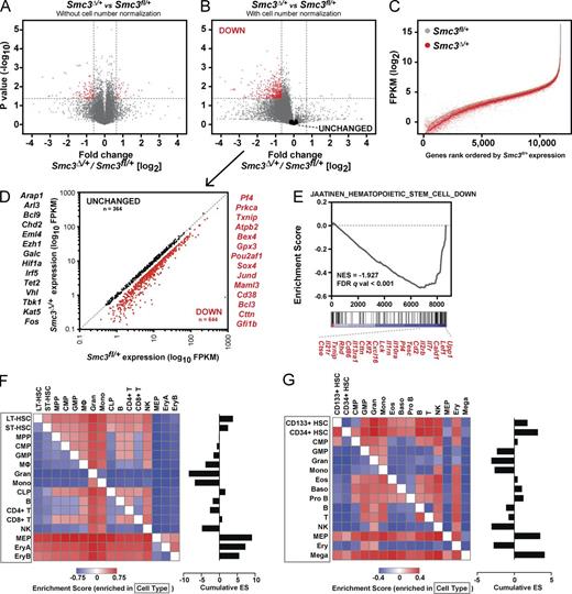 Figure 4. Smc3 haploinsufficiency perturbs mRNA transcriptional output. RNA-seq using synthetic RNA spike-in controls reveals RNA transcript levels are globally decreased in Smc3Δ/+ c-Kit+ cells when compared with Smc3fl/+ WT. (A and B) The widespread decrease in overall mRNA levels is obscured when spike-in control reads are not used (A) but apparent with cell number normalization (B); fold change values represent the mean of duplicate samples. (C) These effects are apparent across gene expression levels; gray line represents gene expression of Smc3fl/+ cells rank ordered by expression level; red dotted line represents LOESS curve through Smc3Δ/+ matched values. (D) Scatterplot of genes identified as unchanged and down-regulated with Smc3 haploinsufficiency with exemplary genes in each group shown. Gene lists generated as defined in Materials and methods; full gene lists annotated in Table S1. (E) GSEA using a human hematopoietic progenitor gene set, with several enriched down-regulated genes highlighted. (F and G) Pairwise GSEA of mouse (F) and human (G) hematopoietic cells using the down-regulated gene set. Cumulative enrichment scores represent the sum of enrichment scores for each cell type when compared across all other cell types.