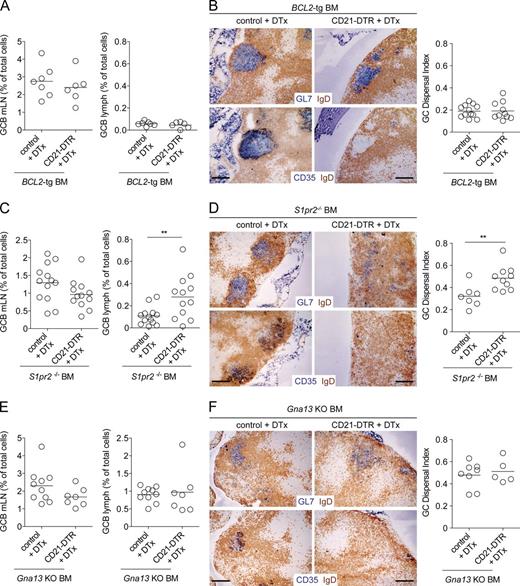 Figure 2. FDCs cooperate with S1pr2 to promote Gα13-dependent confinement of mLN GC B cells. (A–F) CD21-DTR or control mice were reconstituted with BCL2-tg (A and B), S1pr2−/− (C and D), or Gna13 KO (f/f mb1-cre; E and F) BM. Chimeras were treated with 100 ng DTx i.p., and 16–20 h later the frequency of GC B cells in mLNs and lymph was analyzed by FACS (A, C, and E) or mLNs were analyzed immunohistochemically (B, D, and F) for the presence of GC B cells (GL7, top) or FDCs (CD35, bottom). Bars, 100 µm. The GC dispersal index was calculated within individual follicles by analyzing the area of the follicle with intermixing of GL7 and IgD stains (see Materials and methods and Fig. S1). A, C, and E are pooled data from two, four, and two independent experiments, respectively, with two to four mice per group in each experiment. Images in B, D, and F are representative of two, three, and two mice of each type, respectively. In dot plots in A, C, and E, dots indicate individual mice and lines indicate means. In dot plots in B, D, and F, dots indicate the GC dispersal index within an individual follicle and lines indicate means. **, P < 0.01, unpaired two-tailed Student’s t test.
