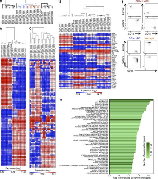Figure 2. Culture-derived DCs resemble primary DCs. (a–e) Transcriptional profiling of pDCs, monocytes, and CD1c+ and CD141+ cDCs purified from primary peripheral blood (blood; six healthy individuals) or from culture of CD34+ cells in MS5+Flt3L for 14 d (culture; four cord blood donors) as in Fig. S1. (a) Hierarchical clustering dendrogram of cultured versus primary pDCs, monocytes, and CD1c+ and CD141+ cDCs. This dendrogram was generated using the top 611 differentially expressed genes selected by unsupervised clustering (sparse hierarchical clustering using all genes; Table S5). (b) Heat map showing the sparse hierarchical clustering of mRNAs expressed by primary and culture-derived pDCs and monocytes. This analysis showed that a minimal number of 78 genes is enough to distinguish one cell type from another. The normalized expression values for the top 78 differentially expressed genes (Table S1) are displayed. (c) Heat map showing the sparse hierarchical clustering of mRNAs expressed by primary and culture-derived CD1c+ and CD141+ cDCs. This analysis showed that a minimal number of 80 genes is enough to distinguish one cell type from another. The normalized expression values for the top 80 differentially expressed genes (Table S2) are displayed. (d) Heat map showing the hierarchical clustering of mRNAs for selected genes (Table S3) expressed by primary and culture-derived pDCs, monocytes, and CD1c+ and CD141+ cDCs. (e) Top 50 enriched KEGG metabolic pathways (Table S4) for genes shared by both subsets of cultured cDCs but not primary cDCs according to GSEA analysis. (f) Phenotype change of blood CD141+ and CD1c+ cDCs in culture. Blood CD141+ and CD1c+ cDCs were purified and cultured for 7 d in MS5+FSG. Flow cytometry plots of gated CD45+ cells show cell surface markers of output cells.