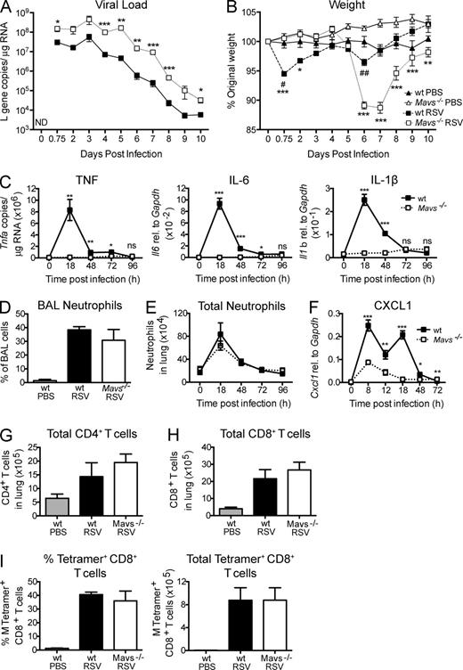 Figure 4. MAVS regulates innate resistance to RSV and modulates lung inflammation. (A and B) Lung viral load (A) and percentage of original weight (B) after RSV or mock (PBS) infection of the indicated strains was determined by quantification of viral L gene copies in lungs of RSV-infected mice and weighing at the indicated time points. Results are presented as mean ± SEM of 10 mice per group. (C) Levels of Tnfa, Il6, and Il1b transcripts in lung tissue from the indicated strains were measured by quantitative RT-PCR. 0 h represents mock (PBS)-infected mice. (D) BAL was obtained from mock- or RSV-infected WT or Mavs−/− mice on day 1 p.i. The frequency of neutrophils was determined using differential cell counting of H&E-stained cytospin slides. (E) Total number of lung neutrophils (CD11b+Ly6G+) was determined by flow cytometry (see gating in Fig. S1 A) in WT or Mavs−/− mice at different time points p.i. (F) Expression of Cxcl1 in lung tissue from WT or Mavs−/− mice was measured by quantitative RT-PCR. (G and H) Number of CD4+ (G) and CD8+ (H) T cells in lung tissue from the indicated strains was quantified day 8 after RSV infection or after administration of PBS, as indicated. (I) RSV-specific CD8+ T cells were detected using M187–195 tetramer staining on CD19−, CD3+, and CD8+ lung cells. Both frequency and total cell numbers are shown. In A and B, the data are pooled from two independent experiments. In C–I, the results are presented as mean ± SEM of five mice per group, and the data represent one of at least two independent experiments. In A and C–I, statistical significance of differences between WT or Mavs−/− mice at each time point was determined by unpaired Student’s t test. In B, statistically significant differences between uninfected mice and infected WT mice are represented by “#” and between RSV-infected WT mice and Mavs−/− mice by “*.” Statistical differences between groups were determined by two-way ANOVA with Bonferroni’s post hoc test. #,*, P < 0.05; ##,**, P < 0.01; ***, P < 0.001; ns, not significant; ND, not detectable.