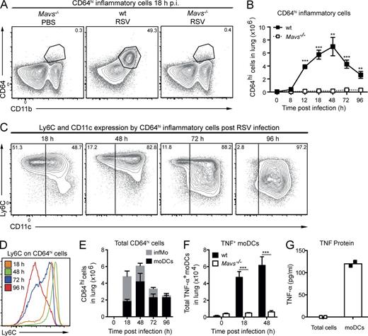 Figure 5. MAVS-dependent recruitment of TNF-producing CD64hi inflammatory cells to RSV-infected lungs. (A) Representative plots of CD11bhiCD64hi inflammatory cells in the lungs of mock (PBS)- or RSV-infected WT or Mavs−/− mice 18 h p.i. with RSV. (B) Quantification of CD64hi inflammatory cells in the lungs of WT and Mavs−/− mice during infection. Data are mean ± SEM of four to five mice per group. (C) Representative plots of Ly6C and CD11c expression on CD64hiCD11bhi inflammatory cells (gated as in Fig. S1 A) at the indicated time points after RSV infection of WT mice. (D) Representative histograms of Ly6C expression on CD64hi inflammatory cells at the indicated time points p.i. of WT mice. (E) Quantification of the total number of CD64hi cells split into CD11chi (moDCs; black) or CD11clo (infMos; gray) at the indicated time points p.i. of WT mice. Data are mean ± SEM of five mice per group. (F) Number of TNF-positive CD64hiCD11chi moDCs in the lungs of WT or Mavs−/− mice at the indicated time points p.i. 0 h represents mock (PBS)-infected mice. Expression was determined by intracellular staining for TNF and flow cytometry analysis. Data are mean ± SEM of five mice per group. (G) Ex vivo production of TNF secreted into culture supernatants by total lung cells and FACS-sorted CD64hiCD11chi moDCs isolated from WT mice at 18 h p.i. Each point represents one individual experiment using cells pooled from 25–40 mice. In A–F, the data are representative of at least two independent experiments. Statistical significance of differences between WT and Mavs−/− mice at different time points was determined by unpaired Student’s t test. **, P < 0.01; ***, P < 0.001.