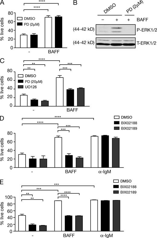 Figure 1. BAFF-induced FM B cell survival depends on MEK5 activity. (A and B) WT purified splenic FM B cells were cultured for 48 h with BAFF or control medium (–) plus 2 µM PD184352 (PD) or vehicle control (DMSO). (A) The fraction of live FM B cells was determined by flow cytometric analysis of 7AAD staining (mean ± SEM; pooled cells cultured in triplicates). Gating strategies used are shown in Fig. S1. (B) Lysates of purified splenic FM B cells were immunoblotted for the indicated proteins. (C and D) WT purified splenic FM B cells were cultured for 48 h with BAFF, α-IgM, or control medium (-), in the presence of 20 µM PD184352, 10 µM U0126, 10 µM BIX02188, 10 µM BIX02189, or control DMSO. The fraction of live FM B cells was determined by flow cytometric analysis of 7AAD staining (mean ± SEM; pooled cells cultured in triplicates). (E) Sorted splenic FM B cells (B220+AA4.1−IgM+CD23+) were cultured for 48 h with BAFF, α-IgM, or control medium (-) plus 5 µM BIX02188, 5 µM BIX02189, or control DMSO. The fraction of live cells was determined as in D. All results are representative of at least three independent experiments. **, P < 0.01; ***, P < 0.001; ****, P < 0.0001.