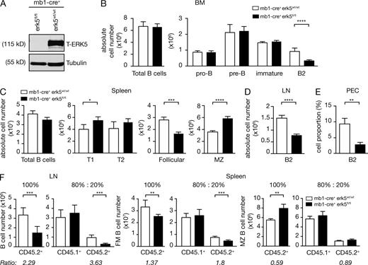 Figure 2. B cell–specific deletion of ERK5 reduces B2 cell numbers. (A) Purified splenic FM B cells from mb1-cre+ erk5fl/fl mice and mb1-cre+ erk5wt/wt control mice were analyzed for ERK5 expression by immunoblotting. (B–F) Flow cytometric analysis of B cell populations in mb1-cre+ erk5wt/wt and mb1-cre+ erk5fl/fl mice from the indicated organs, as shown in Fig. S2. (B) Absolute numbers of total B cells (CD19+B220+), pro–B (B220+CD19+IgD−IgM−CD2−), pre-B (B220+CD19+IgD−IgM−CD2+), immature B (B220+CD19+IgD−IgM+CD2+), and mature B (B220+CD19+IgD+IgM+CD2+) cells in the BM (mean ± SEM; n = 7 mice/genotype) were quantified. (C) Absolute splenic numbers (mean ± SEM; n = 14 mice/genotype) of total B cells (IgM+ or IgD+), immature B cells (B220+AA4.1+), separated into transitional T1 B cells (IgMhiCD23−) and T2 B cells (IgMhiCD23+) were quantified. Splenic mature B cells (B220+AA4.1−), separated into FM B cells (IgM+CD23+) and MZ B cells (IgMhiCD23−). (D) Absolute numbers (mean ± SEM; n = 14 mice/genotype) of B cells (IgM+CD19+) in peripheral LN (pools of single cervical, axillary, and inguinal nodes; mean ± SEM; n = 14 mice/genotype) were quantified. (E) Proportion of B2 (B220+CD19+CD5−CD23+) cells in the peritoneal cavity (mean ± SEM; n = 5 mice/genotype) was quantified. (F) mb1-cre+ erk5wt/wt or mb1-cre+ erk5fl/fl Ly5.2+ BM cells were mixed with WT Ly5.1+ BM cells at the indicated ratios, and transferred into sublethally irradiated Rag1−/− mice. After 8-wk reconstitution, absolute numbers of Ly5.2+ B2 B cells from LN and spleen were assessed by flow cytometry. Graphs show B2 B cell absolute cell numbers (mean ± SEM; n = 8 independent mice/genotype). Numbers below the graphs represents the ratio between WT Ly5.2+ controls compared to ERK5-deficient B cells. In A–F, results are representative of at least two independent experiments. *, P < 0.05; **, P < 0.01; ***, P < 0.001; ****, P < 0.0001.