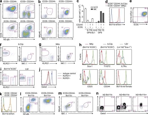Figure 2. Bcl11b expression defines ILC2ps in the BM. (a–n) ICOS+CD244− (ILC2p), ICOS+CD244+, ICOS−CD244+ (NKp), and ICOS−CD244− subsets were isolated from lin−Id2-gfp+ BM cells and cultured in vitro (a–c, e, l, and m) or adoptively transferred into alymphoid recipients (f, g, i, and j) to assess their lineage potential; flow cytometry of lin−Id2-gfp+ subsets (d, h, k, and n) is shown. (a and b) The phenotype of the indicated cell populations cultured for 11 d on OP9-DL1 stromal cells in the presence of IL-7 and IL-33 (a) or cultured for 11 d on OP9 stromal cells in the presence of IL-7 and IL-15 (b). (c) Cells (1,000 per well) were cultured for 11 d under the conditions indicated. Bar graph depicts the number of cells in the final culture represented by ILC2s (Id2-gfp+ICOS+) and NK cells (NKp46+NK1.1+). Shown are mean ± SEM pooled from two independent experiments with two to three technical replicates per group. (d) Bcl11b-tom expression in ILC2p (lin−Id2-gfp+ICOS+CD244−) and NKp (lin−Id2-gfp+ICOS−CD244+) cells. (e) Bcl11b-tom expression in ILC2ps after culture on OP9-DL1 stromal cells for 13 d in the presence of IL-7 and IL-33. (f and g) ILC2ps (f) and NKps (see Fig. S2 c for gating; g) were adoptively transferred into Rag2−/−γc−/− recipients (∼700 cells per recipient). Plots show flow cytometric analysis of progeny, identified by Id2-gfp+ expression (Fig. S2 d), from spleen at 3 wk after transfer. (h) Surface marker expression of NKp, ILC2p, and LSI progenitor cell populations, gated as indicated in Fig. S2 e. (i and j) Approximately 700 ILC2p (lin−Flt3−Id2-gfp+ICOS+Bcl11b+) or LSI (lin−Sca-1+Id2-gfp+) cells (see Fig. S2 f for gating) were adoptively transferred into Rag2−/−γc−/− recipients. Plots show flow cytometric analysis of progeny, identified by Id2-gfp+ expression, from siLP at 6 wk after transfer (i), and panel j shows intracellular Gata3 staining of progeny. (k) Bcl11b-tom expression in ICOS−CD244− and ICOS+CD244+ subsets. (l and m) The phenotype of Bcl11b− and Bcl11b+ fractions of the ICOS−CD244− population, after culture for 11 d on OP9-DL1 stromal cells in the presence of IL-7 and IL-33 (l) or on OP9 stromal cells in the presence of IL-7 and IL-15 (m). (n) Intracellular Gata3 staining was assessed on lin− BM cells, sorted as indicated. (d, h, and k) Data represent at least three independent experiments with at least three mice per group. (a–c, e, l, and m) Data represent two independent experiments with two to three technical replicates per group. (f, g, and i) Data represent two independent experiments with three mice per group. (j) Data represent a single experiment using cells pooled from three mice. (n) Data represent two independent experiments using cells pooled from three mice.