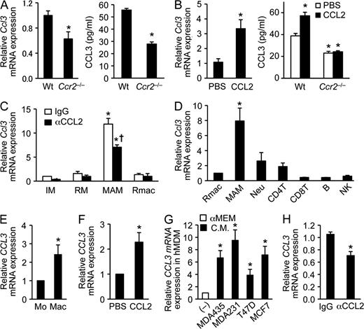 Figure 2. CCR2 signaling regulates CCL3 expression in MAMs. (A) Levels of Ccl3 mRNA (left) and CCL3 protein (right) in BMDMs isolated from WT or Ccr2−/− mice were assessed by RT-PCR (n = 6 per genotype, 6 independent experiments) and ELISA (n = 3 per genotype, two independent experiments). Data are means ± SEM. *, P < 0.01 versus WT. (B) Ccl3 mRNA (left) and CCL3 protein (right) were assessed by RT-PCR (n = 3, 2 independent experiments) and ELISA (n = 3 per genotype, 2 independent experiments) in macrophages cultured with PBS or recombinant CCL2 (100 ng/ml). The BMDMs were isolated from WT or Ccr2−/− mice. Data are means ± SEM. *, P < 0.01. (C) Expression of Ccl3 mRNA was assessed by RT-PCR (n = 4, four independent experiments) in monocytes and macrophages obtained from E0771-LG tumor-injected mice treated with neutralizing anti-CCL2 or control IgG antibodies. IM, inflammatory monocytes (CD115+CD11b+Ly6C+); RM, resident monocytes (CD115+CD11b+Ly6C–); MAMs (F4/80+CD11b+CD11c–Ly6C–); Rmac, resident macrophages (F4/80+CD11b–CD11c+Ly6C–). Data are means ± SEM. *, P < 0.01 versus IgG-IM; †, P < 0.05 versus IgG-MAM. Gating strategies are shown Fig. S1. (D) Expression of Ccl3 mRNA was assessed by RT-PCR in Rmac, MAM (n = 7, 7 independent experiments) or neutrophil (Neu), CD4+ T cell, CD8+ T cell, B cell, and NK cell (n = 3, 3 independent experiments). The leukocytes were isolated from tumor-bearing mouse lung. Data are means ± SEM. *, P < 0.01 versus Rmac. (E) Relative CCL3 mRNA expression was assessed by RT-PCR (n = 4, 4 independent experiments) in human monocytes (Mo) and those differentiated into macrophages by CSF-1 (Mac). Data are means ± SEM. *, P < 0.05. (F) Relative CCL3 mRNA level was assessed by RT-PCR (n = 4, 4 independent experiments) in human macrophages cultured with recombinant human CCL2 (100 ng/ml). Data are means ± SEM. *, P < 0.05. (G) Expression of CCL3 mRNA was assessed by RT-PCR in human MDMs (hMDM) cultured with conditioned medium (C.M.) from human cancer cell lines as indicated. As a control (–), the cells were cultured in nonconditioned medium (αMEM including 10% FBS and 103 U/ml CSF-1). n = 5, 5 independent experiments. Data are means ± SEM. *, P < 0.01. (H) Expression of CCL3 mRNA was assessed by RT-PCR in human macrophages cultured in MDA231 conditioned medium with neutralizing anti-CCL2 or control IgG antibodies. n = 3. Data are means ± SEM. *, P < 0.05.