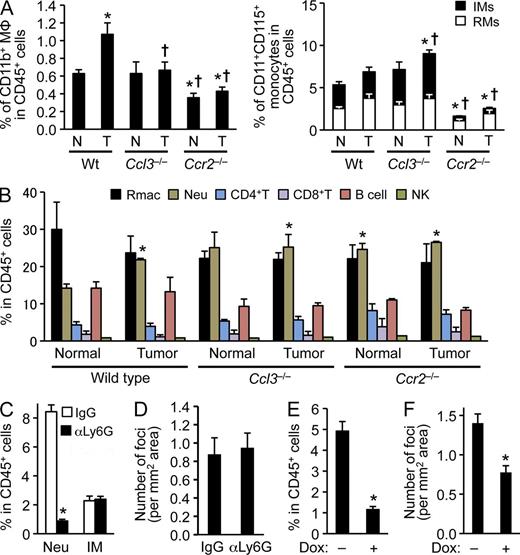 Figure 5. CCL3 is required for MAMs to accumulate in tumor-challenged lung. (A) Relative numbers of lung CD11b+ macrophages (left) or circulating CD11b+CD115+ monocytes (right) in C57BL/6 (WT; n = 14), Ccl3−/− (n = 4), and Ccr2−/− (n = 4) mice (normal; N) were compared with those i.v. injected with E0771-LG cells 24 h before measurement (tumor; T). IM, inflammatory monocytes (Ly6C+); RM, resident monocytes (Ly6C–). Data are measured as percentage of macrophages or monocytes in CD45+ cells (at least four independent experiments). Data are means ± SEM. *, P < 0.05 versus WT-N; †, P < 0.05 versus WT-T. Gating strategy is shown in Fig. S1. (B) Relative numbers of leukocytes in lungs of C57BL/6 (WT; n = 14), Ccl3−/− (n = 4), and Ccr2−/− (n = 4) mice are shown. Mice were injected with PBS (Normal) or E0771-LG cells (Tumor) 24 h before measurement. Rmac, resident macrophages; Neu, neutrophils. Data are measured as percentage of macrophages or monocytes in CD45+ cells (at least four independent experiments) and shown as means ± SEM. *, P < 0.05 versus WT-Normal. (C) Relative numbers of circulating neutrophils (Neu) and inflammatory monocytes (IM) in WT mice 24 h after 2 d of treatment with anti-Ly6G antibody (n = 5, two independent experiments). Data are measured as percentage of macrophages or monocytes in CD45+ cells. Data are means ± SEM. *, P < 0.01. (D) Number of lung foci was assessed in neutrophil depleted WT mice at day 11 after E0771-LG breast cancer cell injection. Mice were treated with IgG or anti-Ly6G antibodies 24 or 5 h before, and 16 h after tumor cell injection (n = 4, four independent experiments). Data are means ± SEM. No statistical significance was observed. (E) Relative number of circulating monocytes was assessed in rtTA:tetO-Cre:Csf1rF/F mice treated with or without doxycycline (Dox) in drinking water for 7 d (n = 4, 2 independent experiments). Data are means ± SEM. *, P < 0.01. (F) Number of metastasis foci was assessed in monocyte-depleted rtTA:tetO-Cre:Csf1rF/F mice at day 11 post-tumor injection. The rtTA:tetO-Cre:Csf1rF/F mice injected with E0771-LG cells were given water with or without doxycycline (Dox) in drinking water from 7 d before tumor injection to the endpoint (n = 7, 2 independent experiments). Data are means ± SEM. *, P < 0.01.
