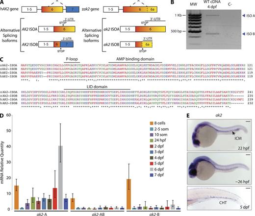 Figure 1. Zebrafish AK2 alternative splicing isoforms are expressed in hematopoietic regions during embryo development. (A) Schematic representation of human (hAK2) and zebrafish (zak2) conserved gene structure and alternative splicing mechanism. STOP indicates the position of the STOP codons. Neither exons nor introns are drawn to scale. (B) RT-PCR analysis on cDNA of 4 dpf WT embryos. The reverse primer AK2-ISO B R2 (Table S1) was used in the PCR reaction to bind to isoforms A and B. MW, molecular weight size marker; C−, negative control. Blue arrowheads point to the two different alternative splicing isoforms. The results are representative of two independent experiments. (C) Multiprotein sequence alignment of human (hAK2) and zebrafish (zAk2) AK2 splicing isoforms (indicated as ISOA and ISOB). Features of human AK2 structure are depicted above the amino acid sequences. Different colors indicate different physicochemical properties. (D) mRNA quantitative real-time PCR analysis showing the relative expression of AK2 splicing isoforms during embryo development using specific probes for isoforms A or B (ak2-A and ak2-B) or a common probe for A and B isoforms (ak2-AB). Expression levels were normalized to β-actin 2 (β-act 2) and elongation factor 1 α (ef1α), and mRNA from 2–5-somite stage embryos was used as reference. Error bars indicate the calculated maximum (RQmax) and minimum (RQmin) expression levels that represent the standard error of the mean expression level (RQ value). Data are pooled from at least three independent experiments. (E) Spatiotemporal analysis by stereomicroscopy of AK2 expression by WISH using a common probe for A and B isoforms at the indicated times. For each stage, at least 25 embryos have been analyzed. Data show one representative experiment out of two independently performed. ICM, intermediate cell mass; CHT, caudal hematopoietic tissue. Bars, 100 µm.