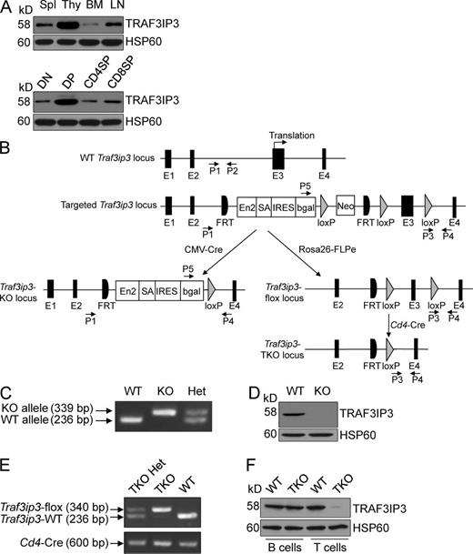 Figure 1. Traf3ip3 gene targeting. (A) Immunoblot analysis of TRAF3IP3 and HSP60 using lysates of splenocytes (Spl), thymocytes (Thy), BM cells, and LN cells (top) or flow cytometrically sorted subpopulations of thymocytes (bottom). (B) Schematic picture of Traf3ip3 gene targeting strategy using an FRT-LoxP vector, with genotyping primers indicated (P1–P5). Chimeric mice were crossed with a CMV-Cre mouse to generate germline Traf3ip3-KO mice or with an FRT deleter (Rosa26-FLPe) mouse to generate Traf3ip3-flox mice, which were subsequently crossed with a Cd4-Cre mouse to produce Traf3ip3-TKO mice. (C) Genotyping PCR using P1/P2 primer pair for the WT allele and P5/P4 primer pair for the KO allele. (D) Immunoblot analysis of TRAF3IP3 and Actin using thymocytes of WT and Traf3ip3-KO (KO) mice. (E) Genotyping PCR to amplify the Traf3ip3-flox (using P3/P4 primer pair) and WT (using P1/P2 primer pair) alleles (top) or the Cre cDNA (bottom). (F) Immunoblot analysis of TRAF3IP3, showing T cell–specific TRAF3IP3 ablation. PCR primer sequences are listed in Table S1. Data are representative of four independent experiments with at least six mice of each genotype (A, D, and F).